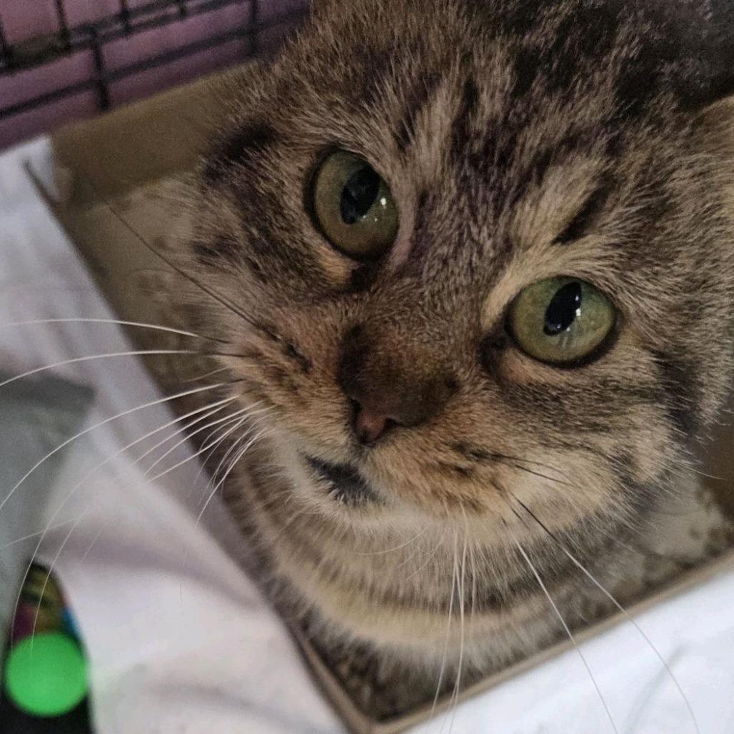 Beaver, Adoptable, Senior Female Domestic Short Hair.