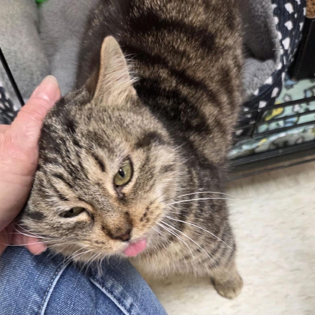 Enlarge Beaver, a Adoptable Domestic Short Hair in Branson, MO image 2/5