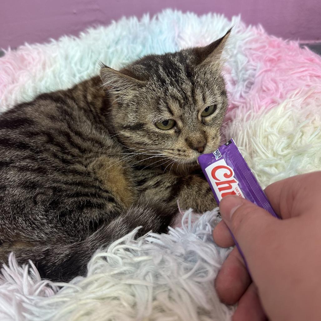 Enlarge Beaver, a Adoptable Domestic Short Hair in Branson, MO image 3/6