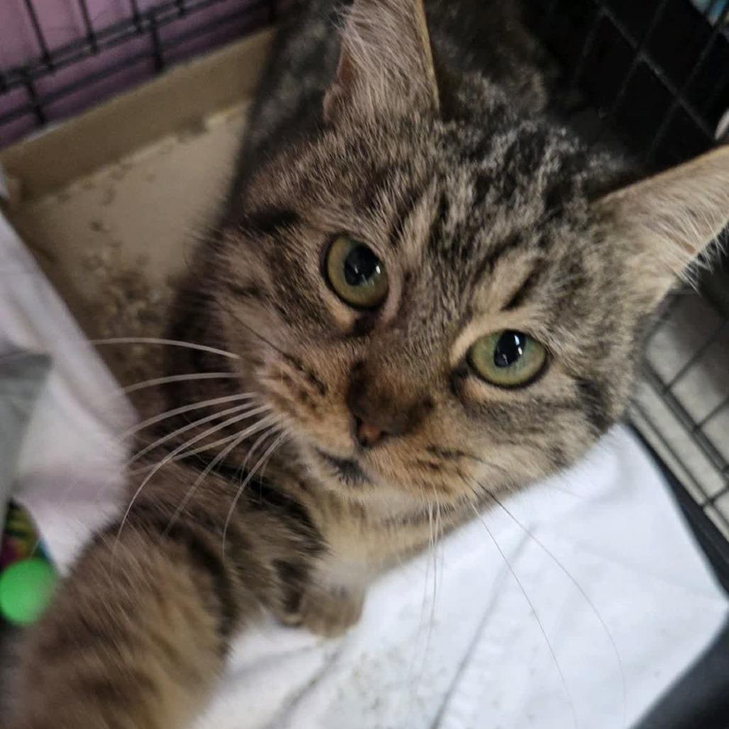 Enlarge Beaver, a Adoptable Domestic Short Hair in Branson, MO image 2/4