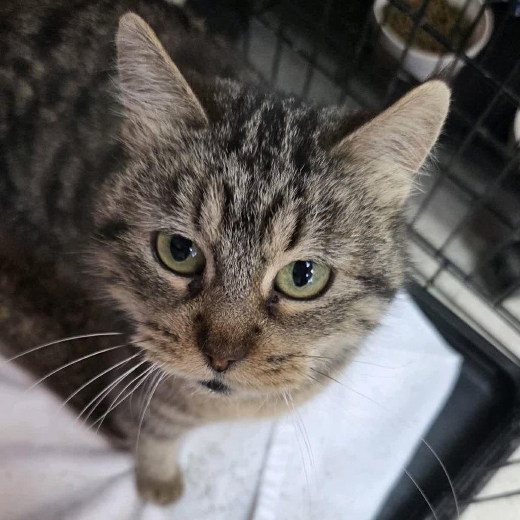 Enlarge Beaver, a Adoptable Domestic Short Hair in Branson, MO image 3/4