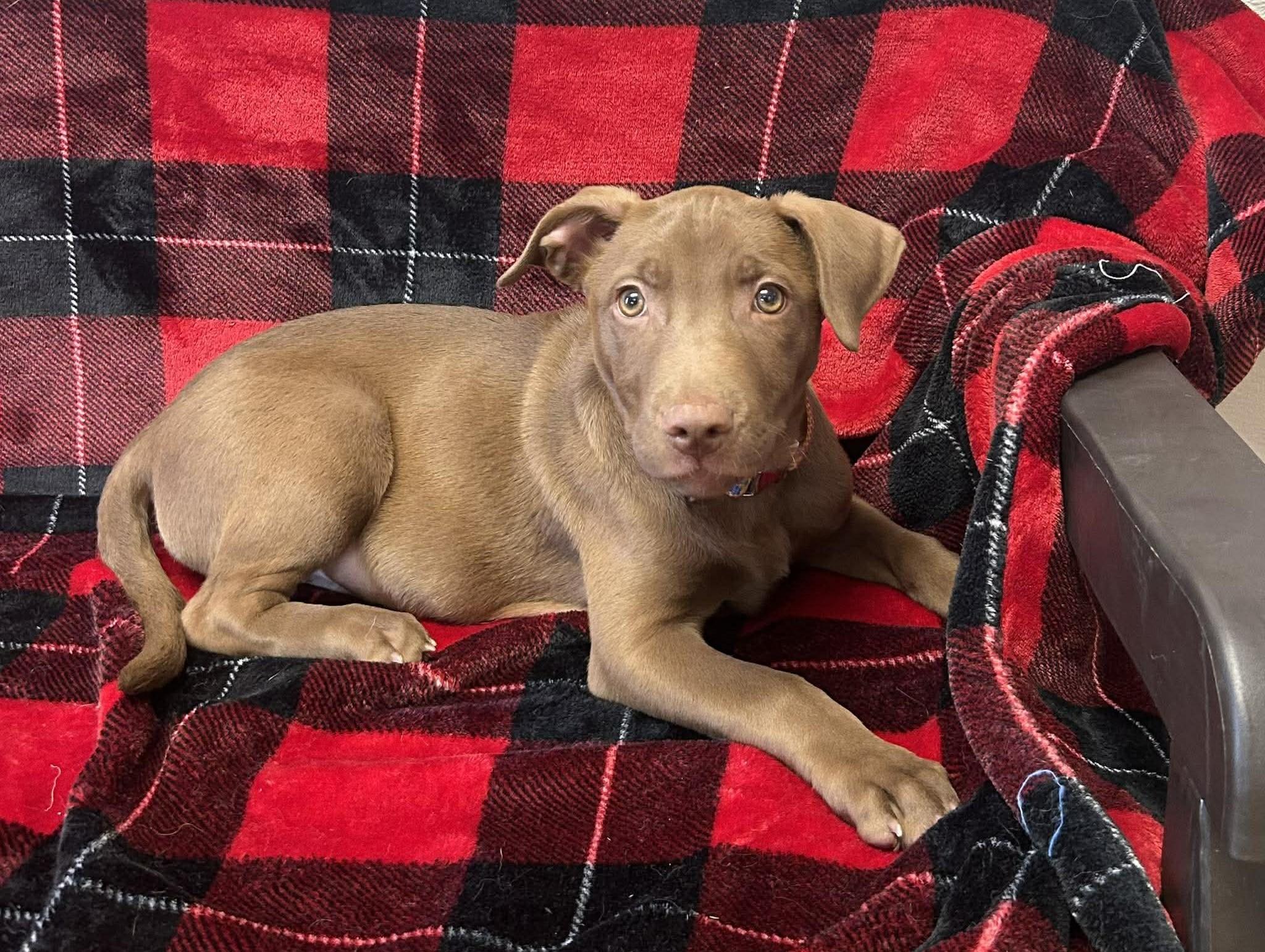 Piglet, an adopted mixed breed in Maryville, MO image 2/4