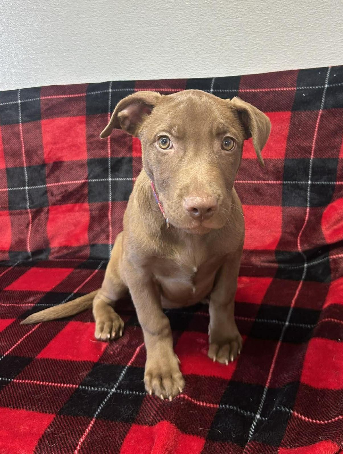 Piglet, adopted, Puppy Female Labrador Retriever.