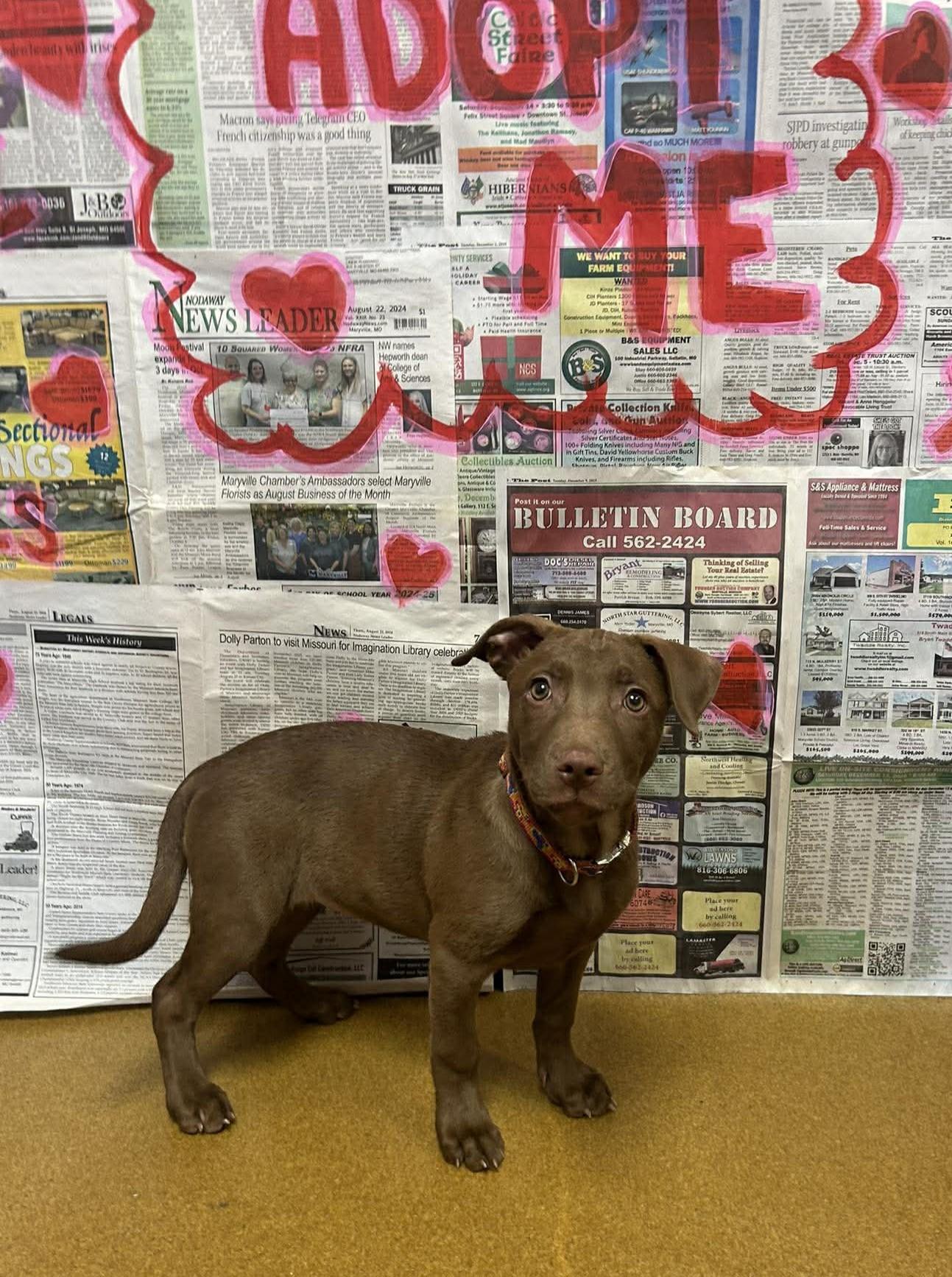 Piglet, an adopted mixed breed in Maryville, MO image 4/4