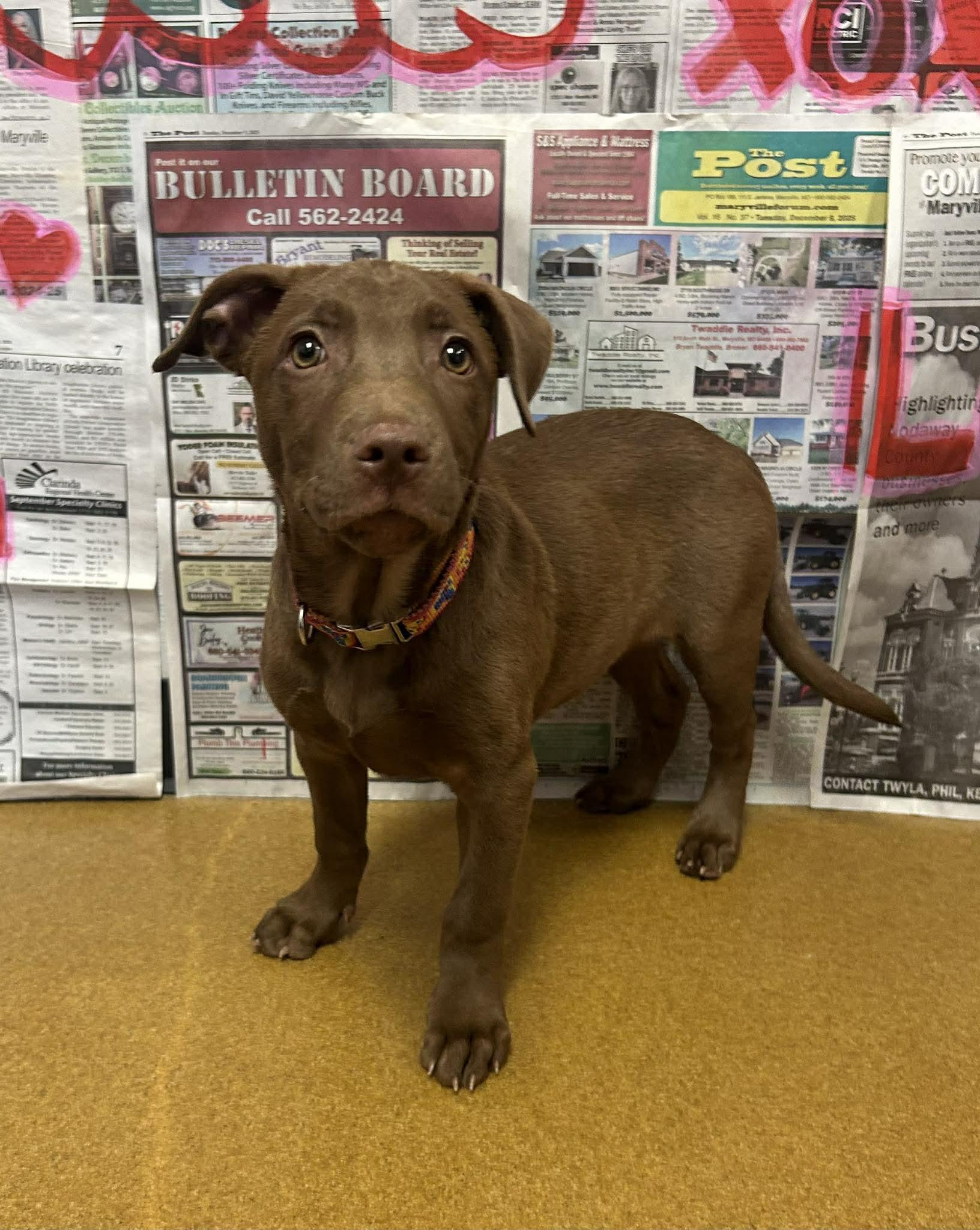 Piglet, an adopted mixed breed in Maryville, MO image 3/4