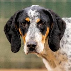 Miss Magic (CA), ADOPTABLE, Young Female Bluetick Coonhound.