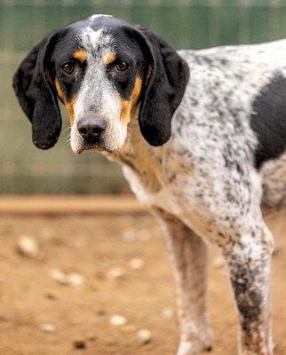 Enlarge Miss Magic (CA), a ADOPTABLE Bluetick Coonhound in Jackson, CA image 3/3