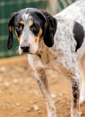 Enlarge Miss Magic (CA), a ADOPTABLE Bluetick Coonhound in Jackson, CA image 2/3