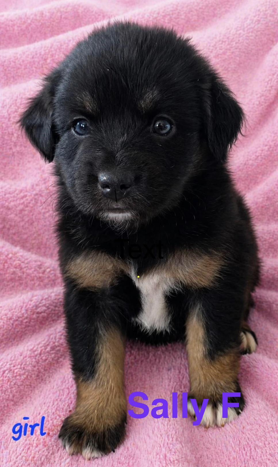 Enlarge Sally , a ADOPTABLE mixed breed in South Amboy, NJ image 1/1