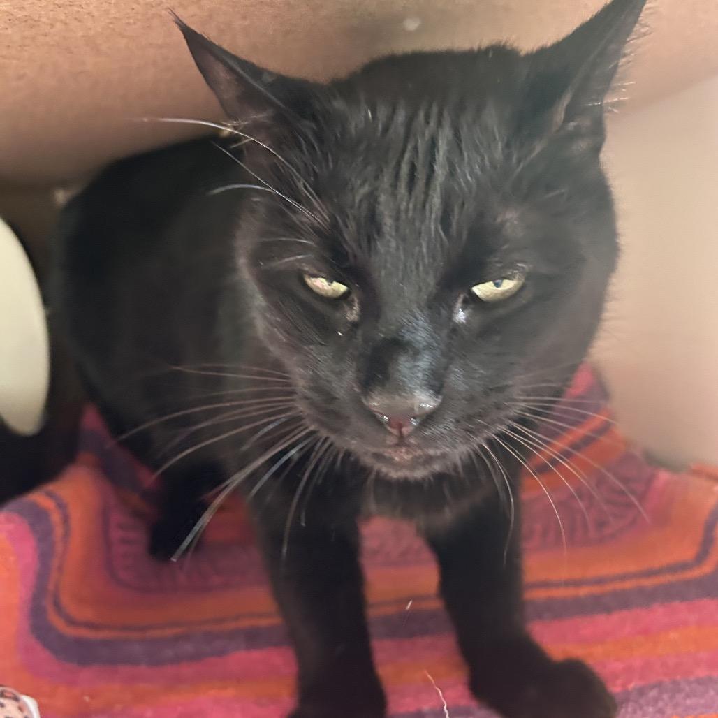 Enlarge Nick Nack, a Adoptable Domestic Short Hair in Park City, UT image 1/3
