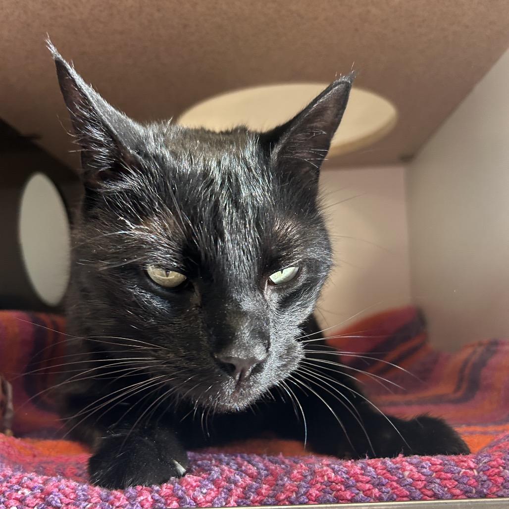 Enlarge Nick Nack, a Adoptable Domestic Short Hair in Park City, UT image 2/3