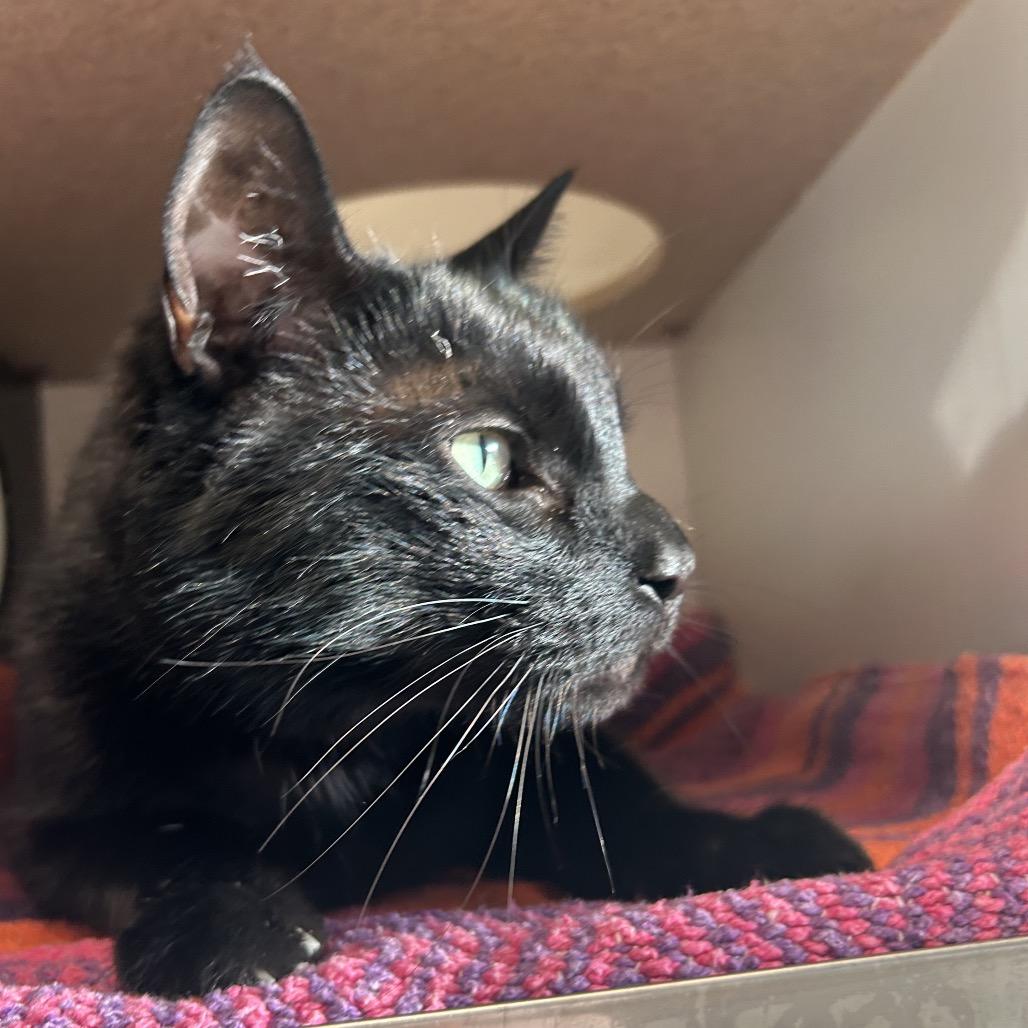 Enlarge Nick Nack, a Adoptable Domestic Short Hair in Park City, UT image 3/3