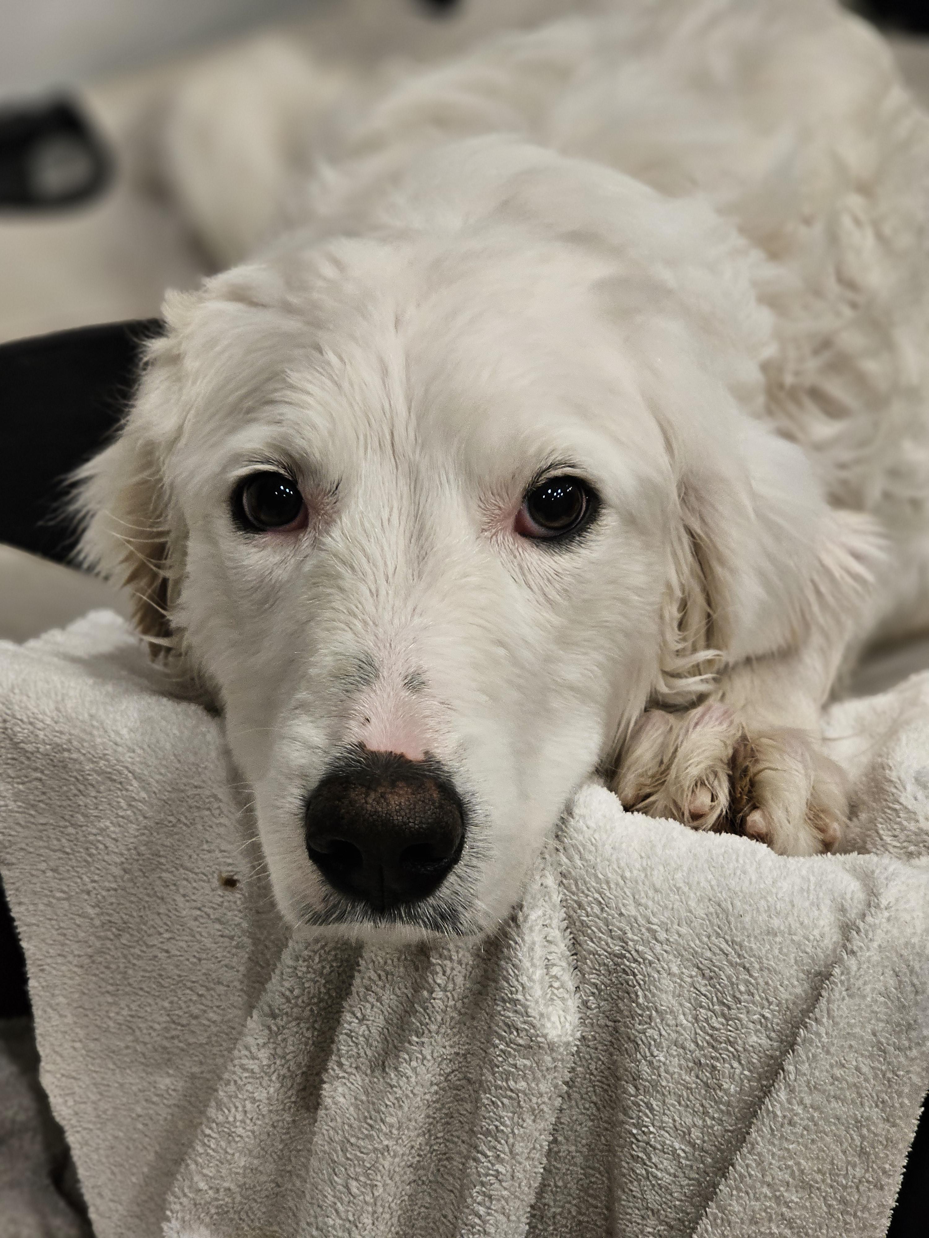 Enlarge Layla so il, a Adoptable mixed breed in MURPHYSBORO , IL image 1/6