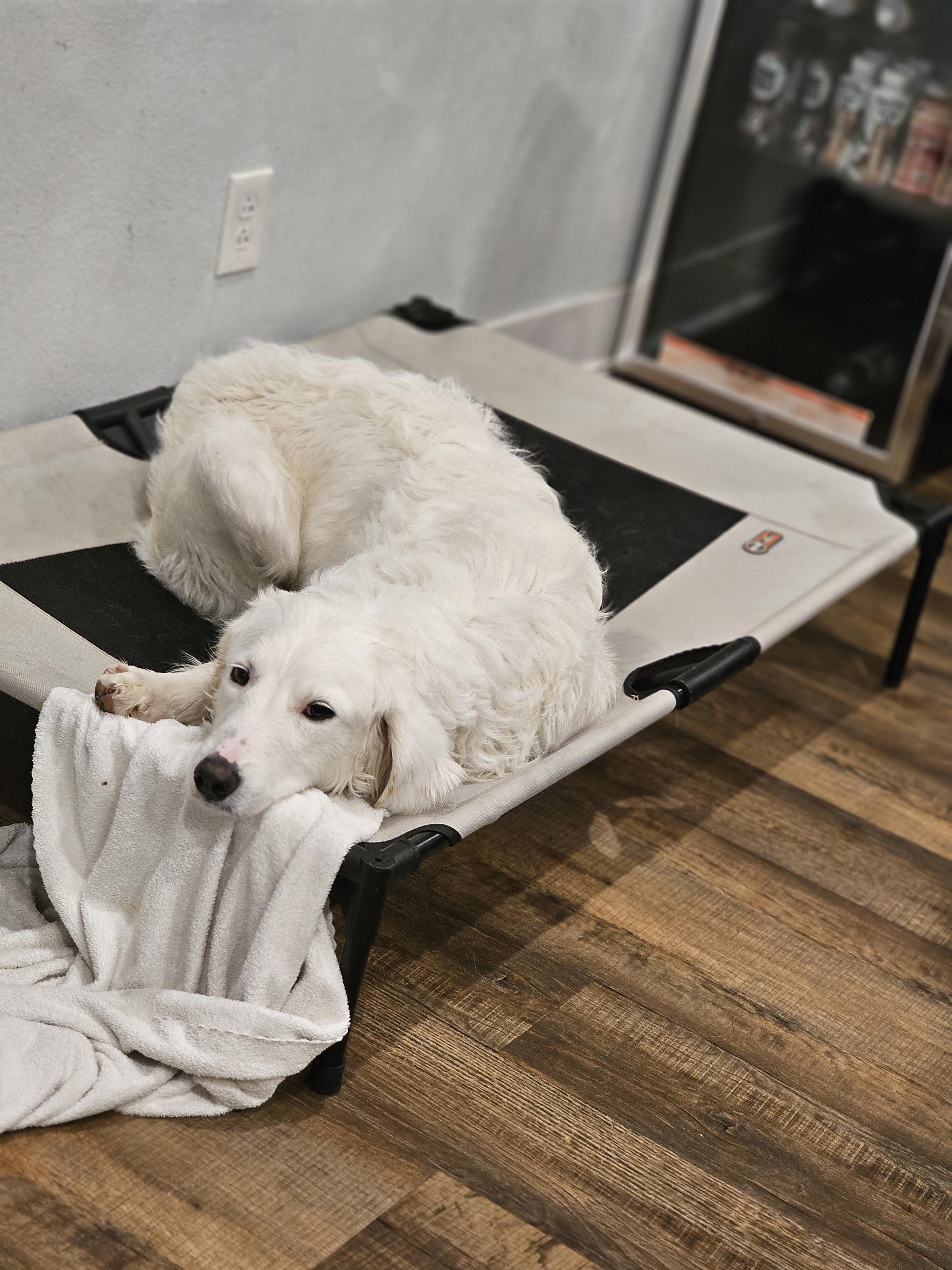 Enlarge Layla so il, a Adoptable mixed breed in MURPHYSBORO , IL image 4/6