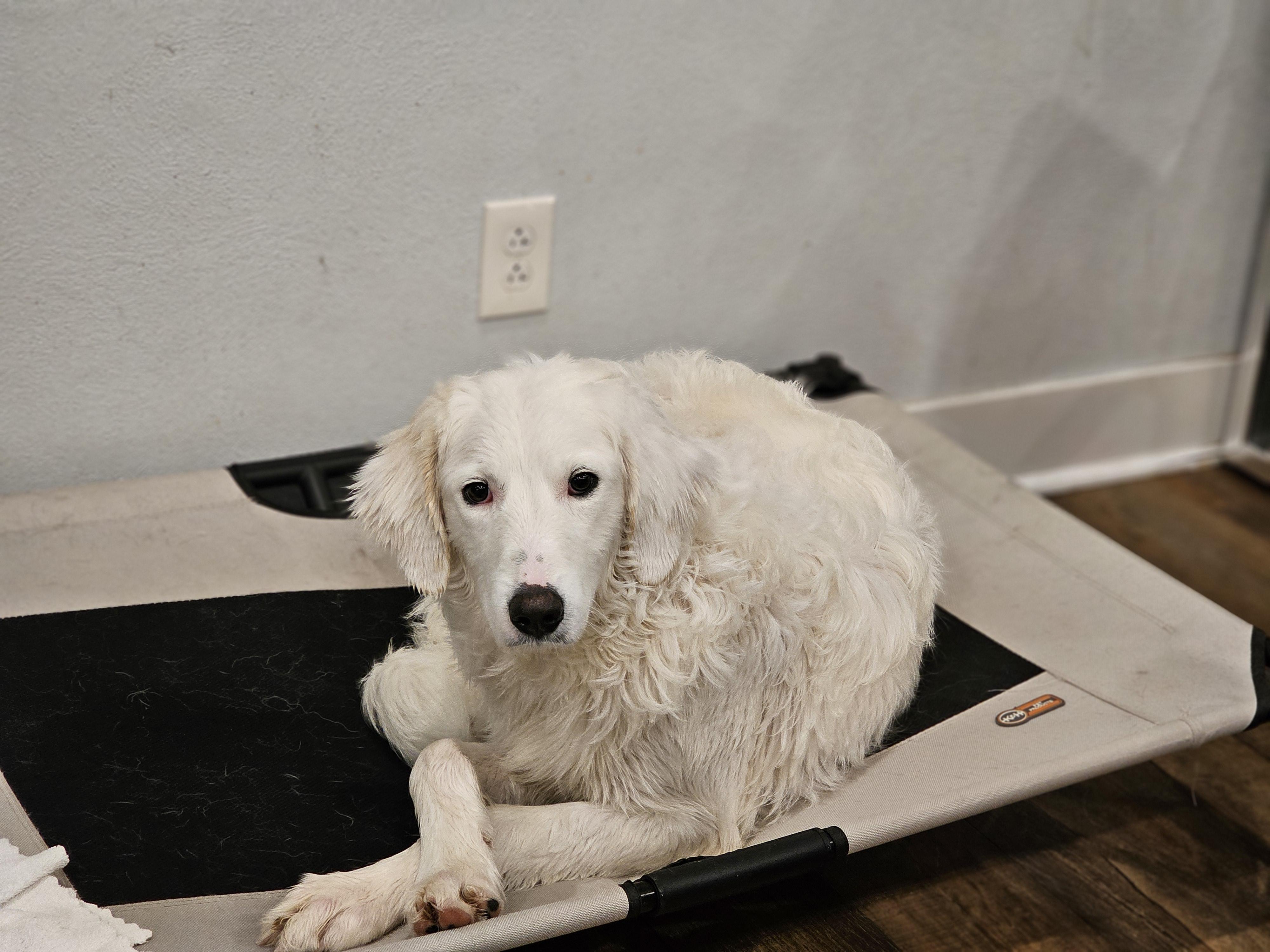 Enlarge Layla so il, a Adoptable mixed breed in MURPHYSBORO , IL image 2/6