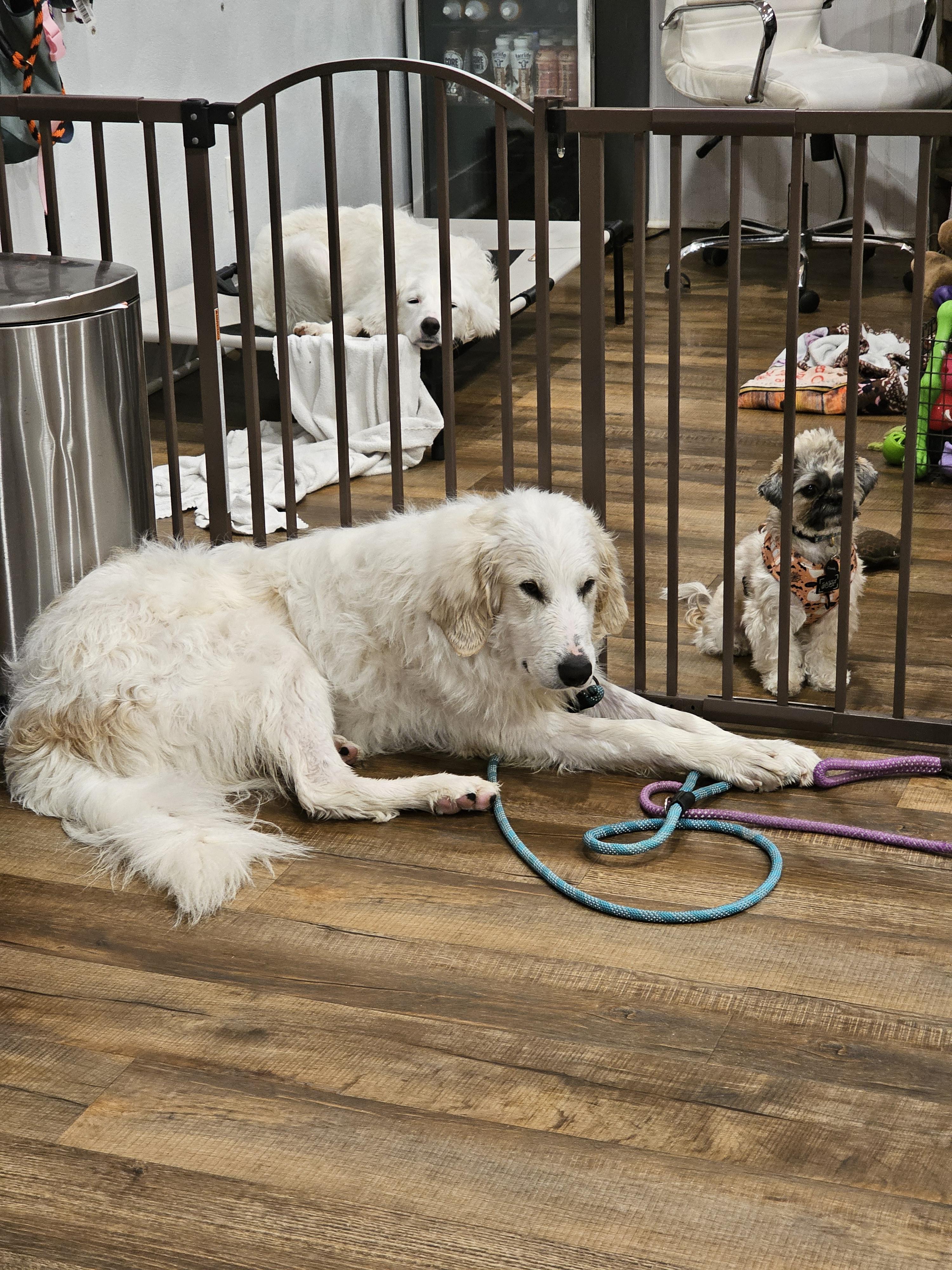 Enlarge Layla so il, a Adoptable mixed breed in MURPHYSBORO , IL image 3/6