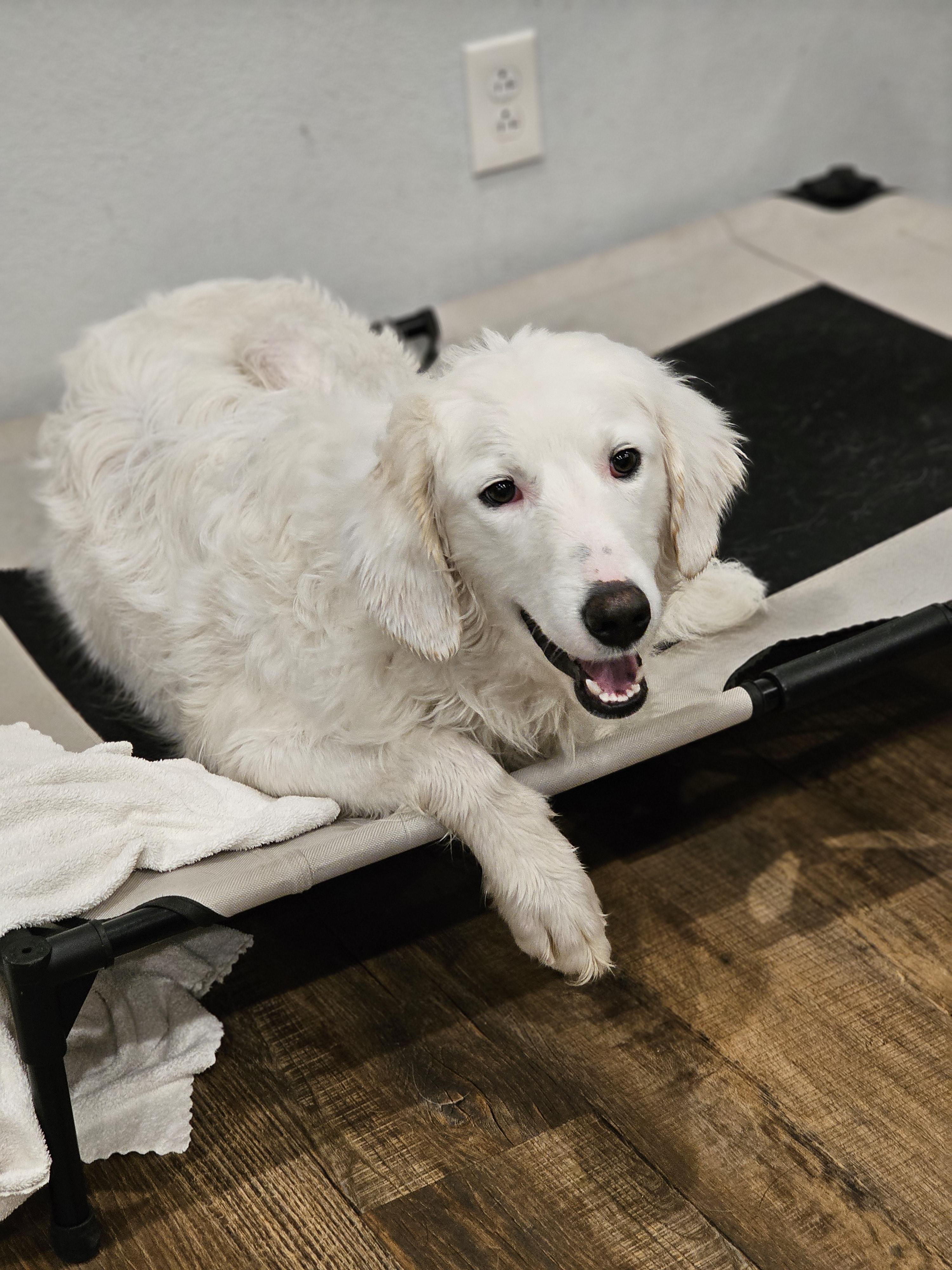 Enlarge Layla so il, a Adoptable mixed breed in MURPHYSBORO , IL image 6/6