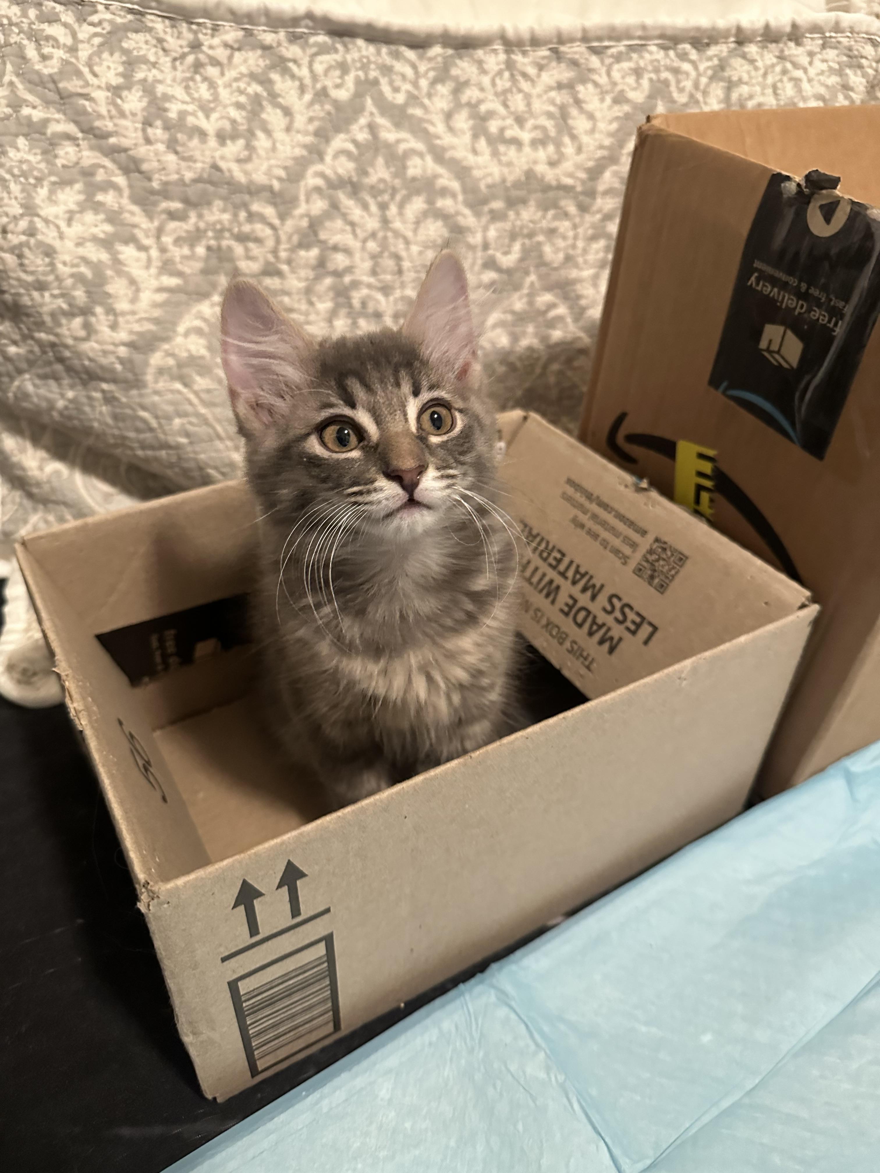 Enlarge Lancelot & Sherlock , an adopted mixed breed in New York, NY image 3/4