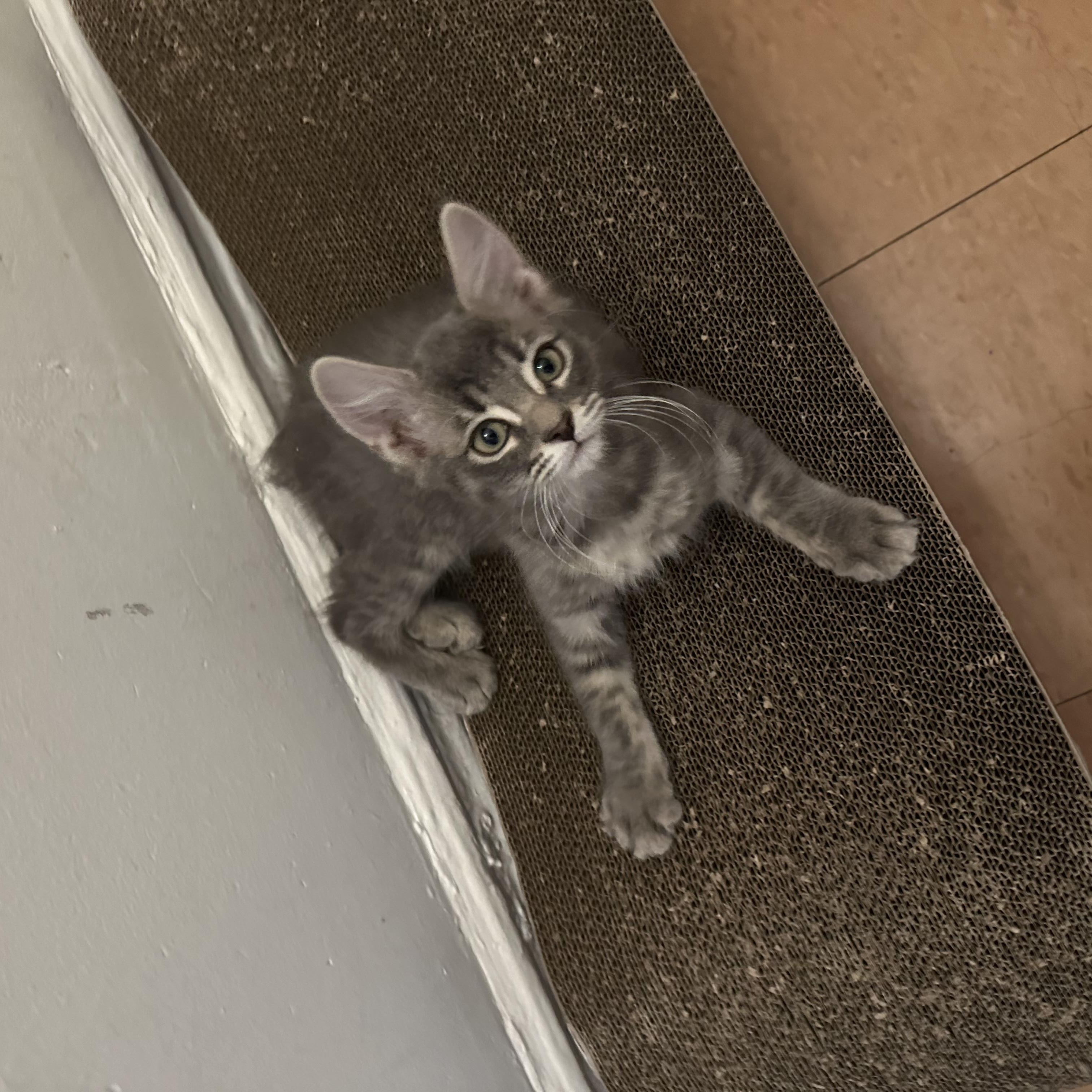 Enlarge Lancelot & Sherlock , an adopted mixed breed in New York, NY image 2/4