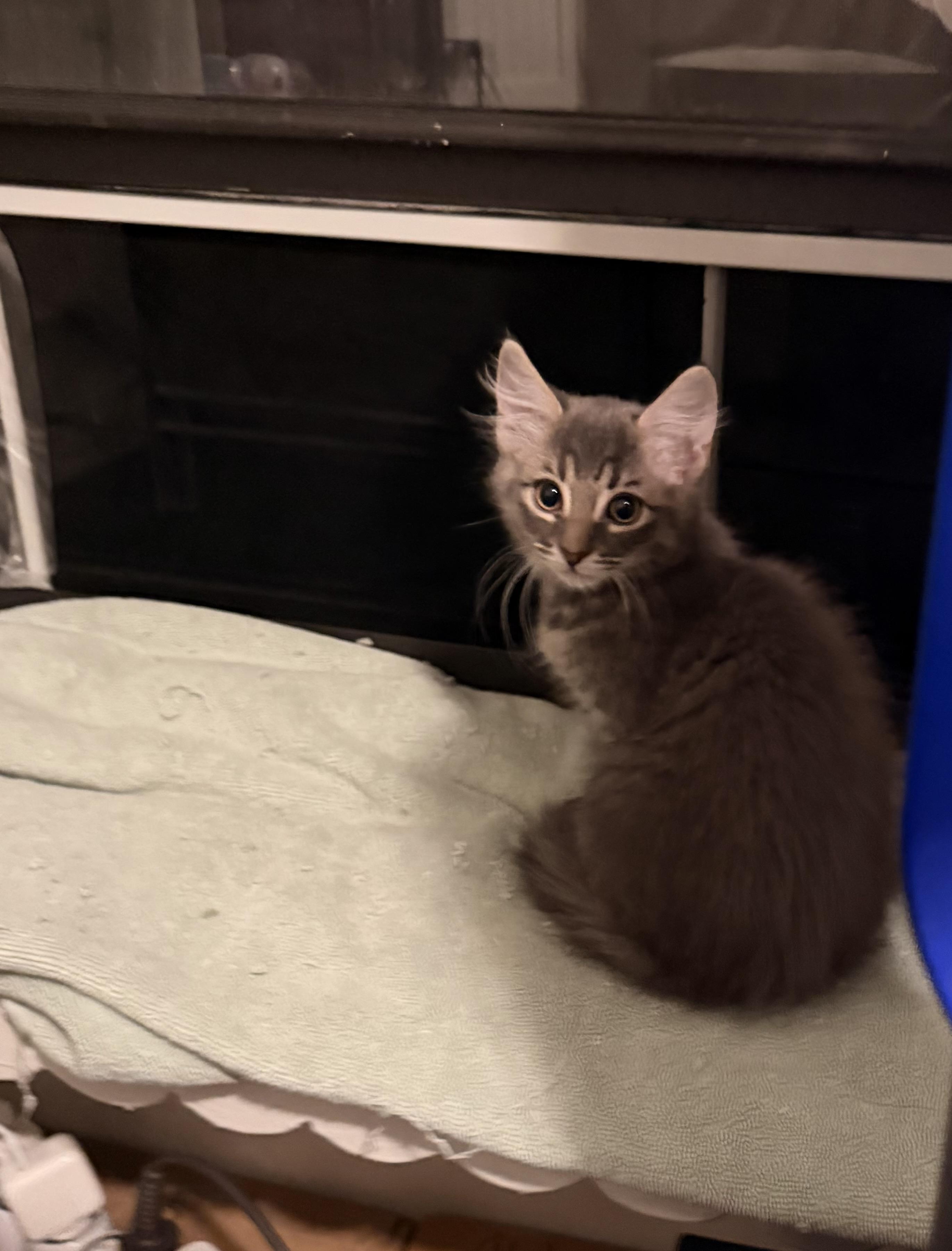 Enlarge Lancelot & Sherlock , an adopted mixed breed in New York, NY image 4/4