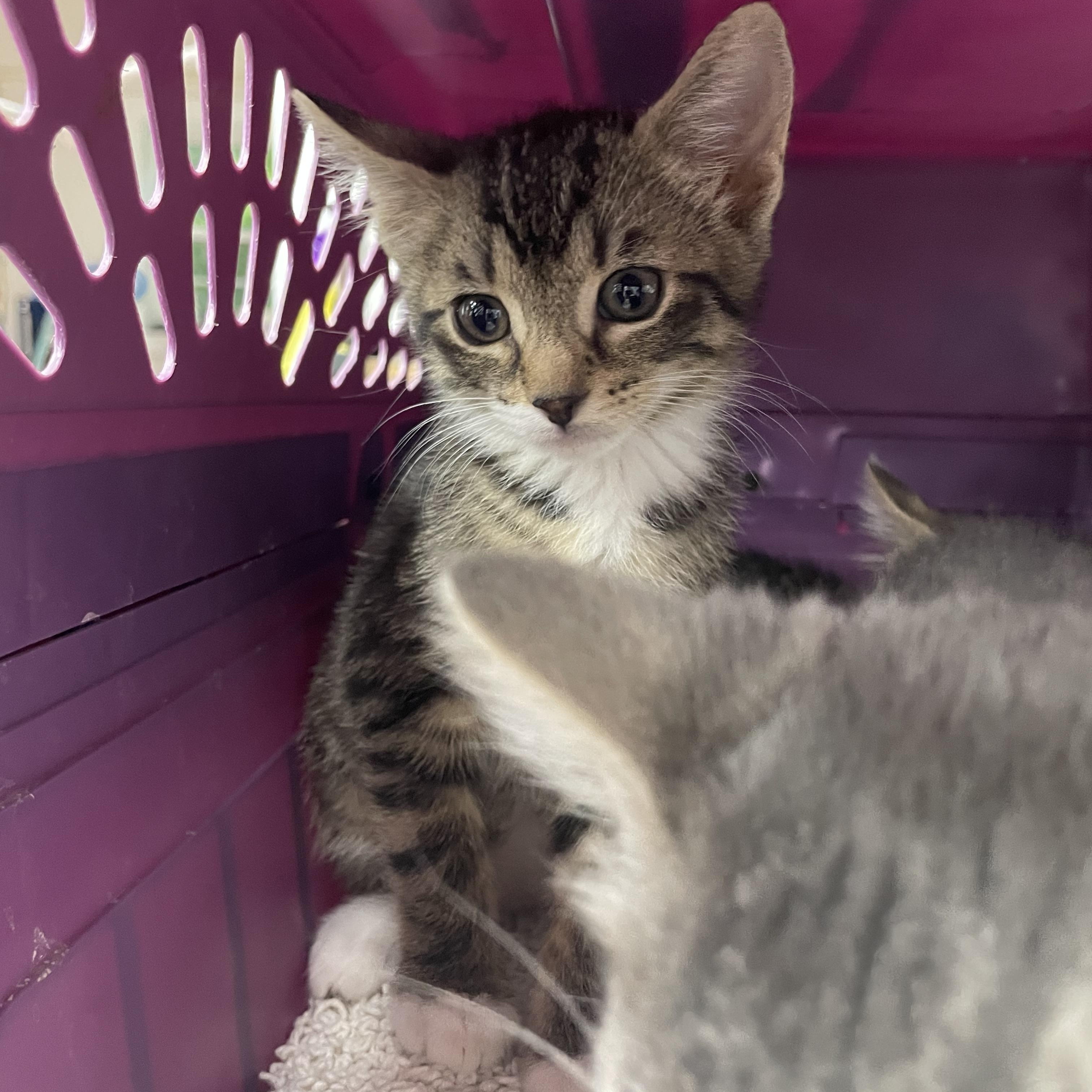 Enlarge Gina, an adopted Domestic Short Hair in Greenback, TN image 2/3