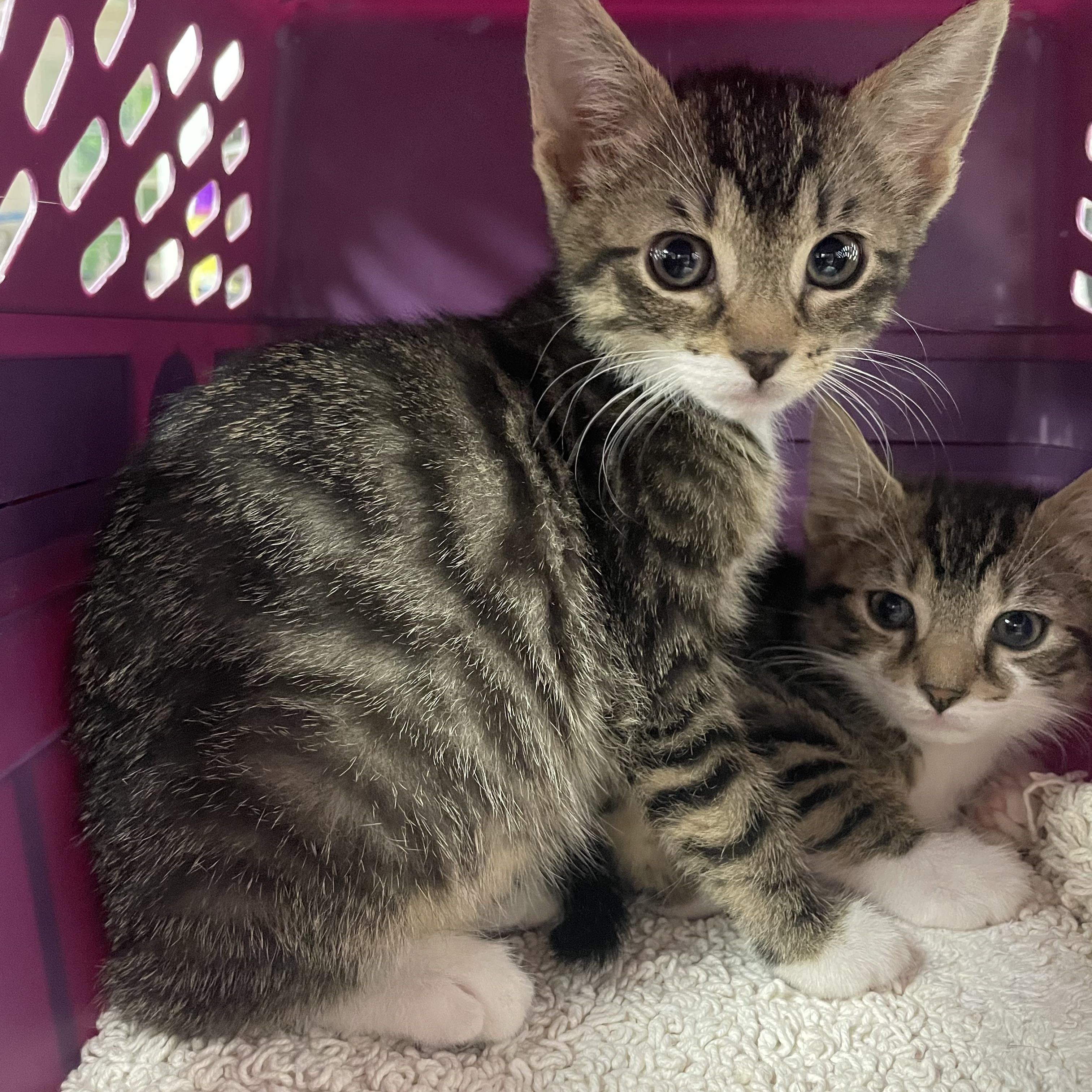 Gina, ADOPTABLE, Kitten Female Domestic Short Hair.