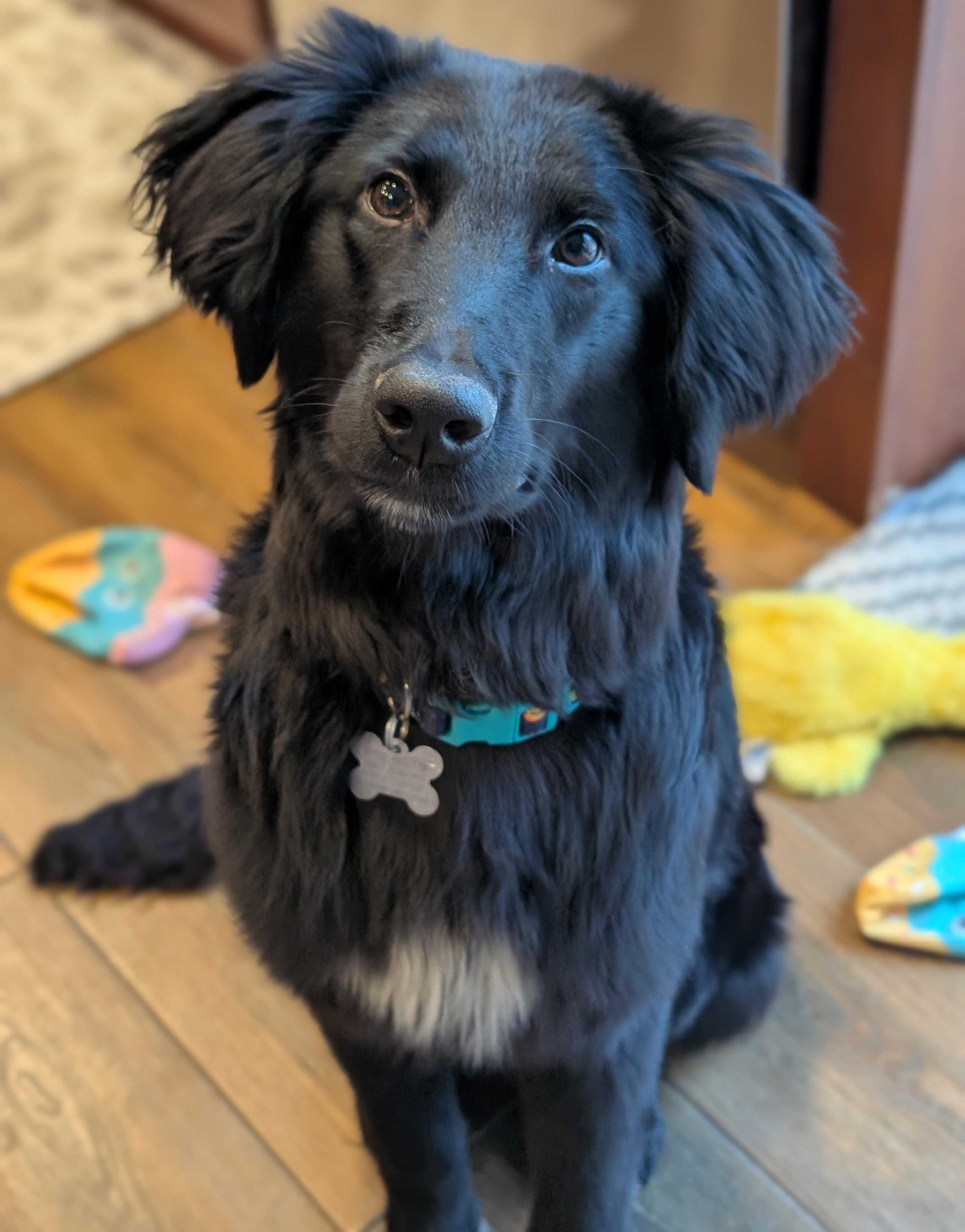 Lucerne, adopted, Puppy Male Rough Collie & Mixed Breed.