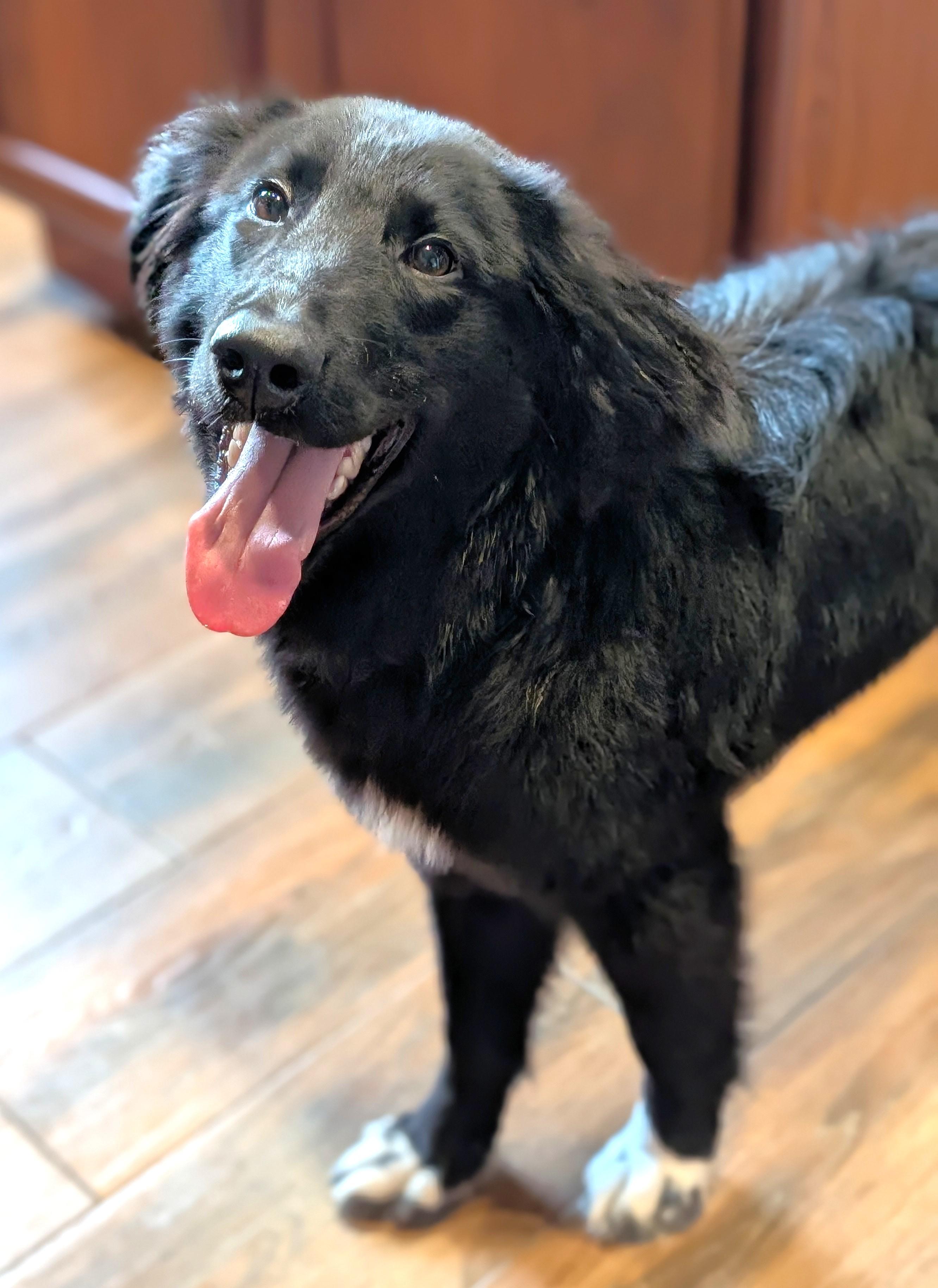 Enlarge Lucerne, an adopted mixed breed in Palatine, IL image 4/5