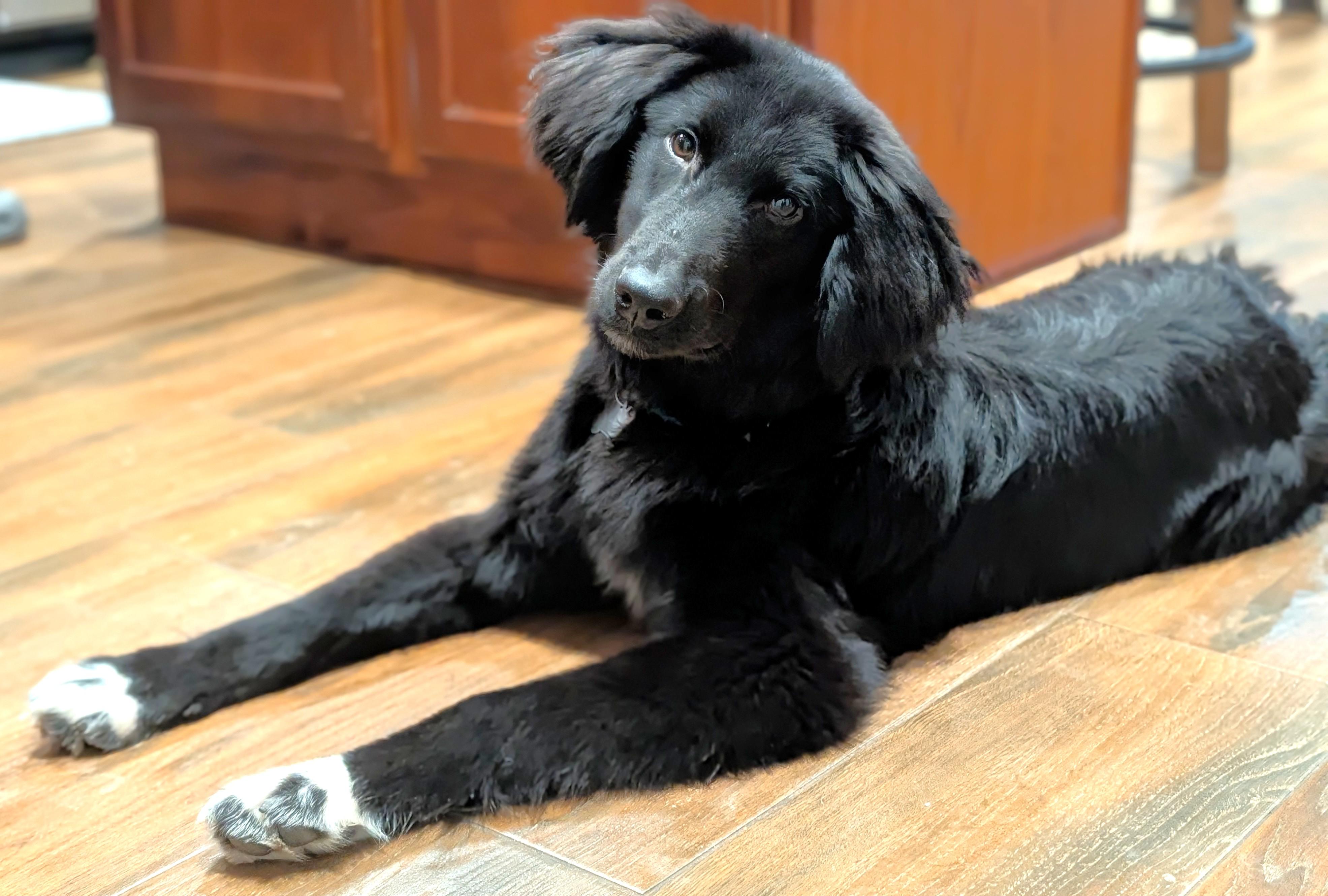 Enlarge Lucerne, an adopted mixed breed in Palatine, IL image 2/5