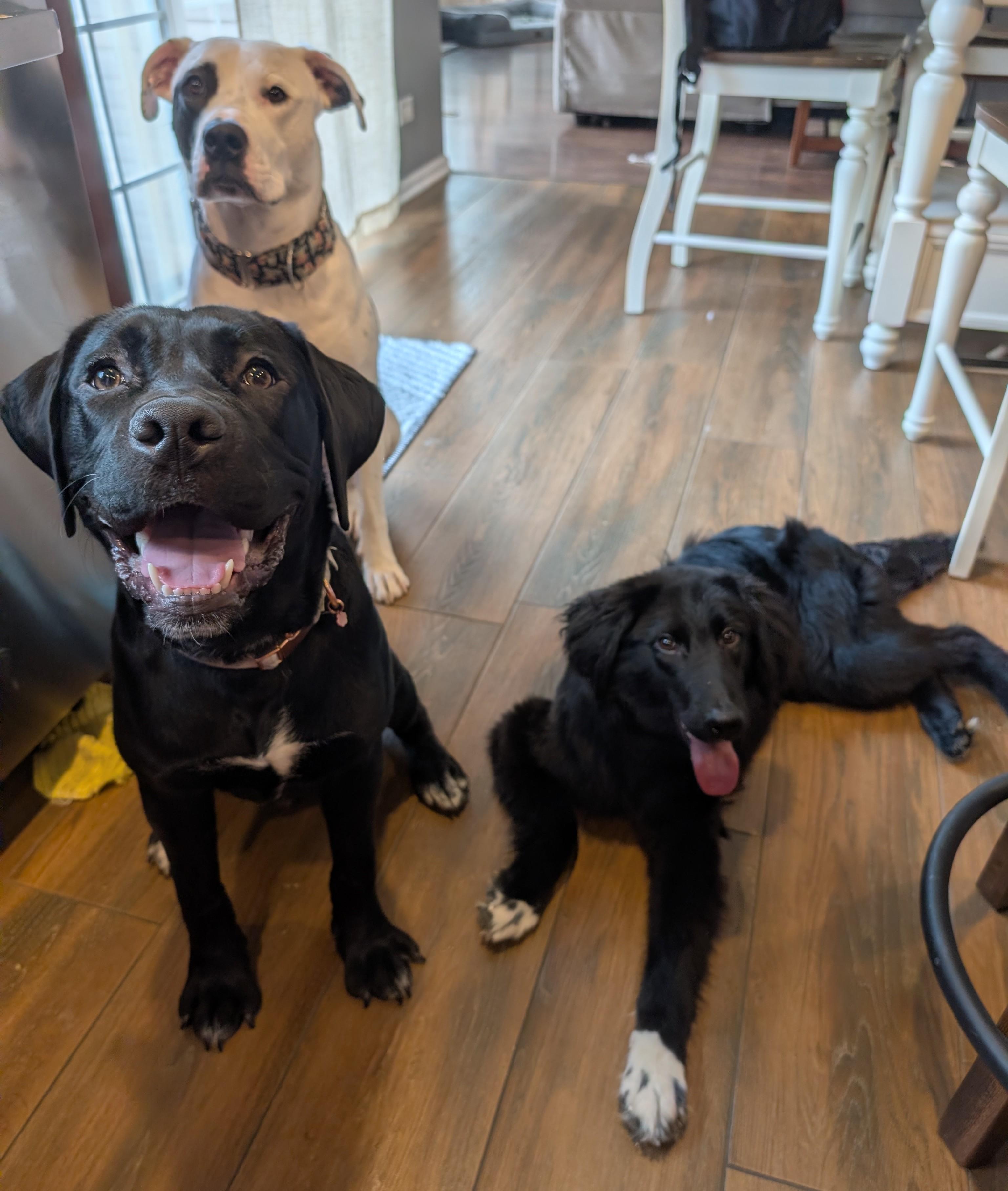 Enlarge Lucerne, an adopted mixed breed in Palatine, IL image 5/5