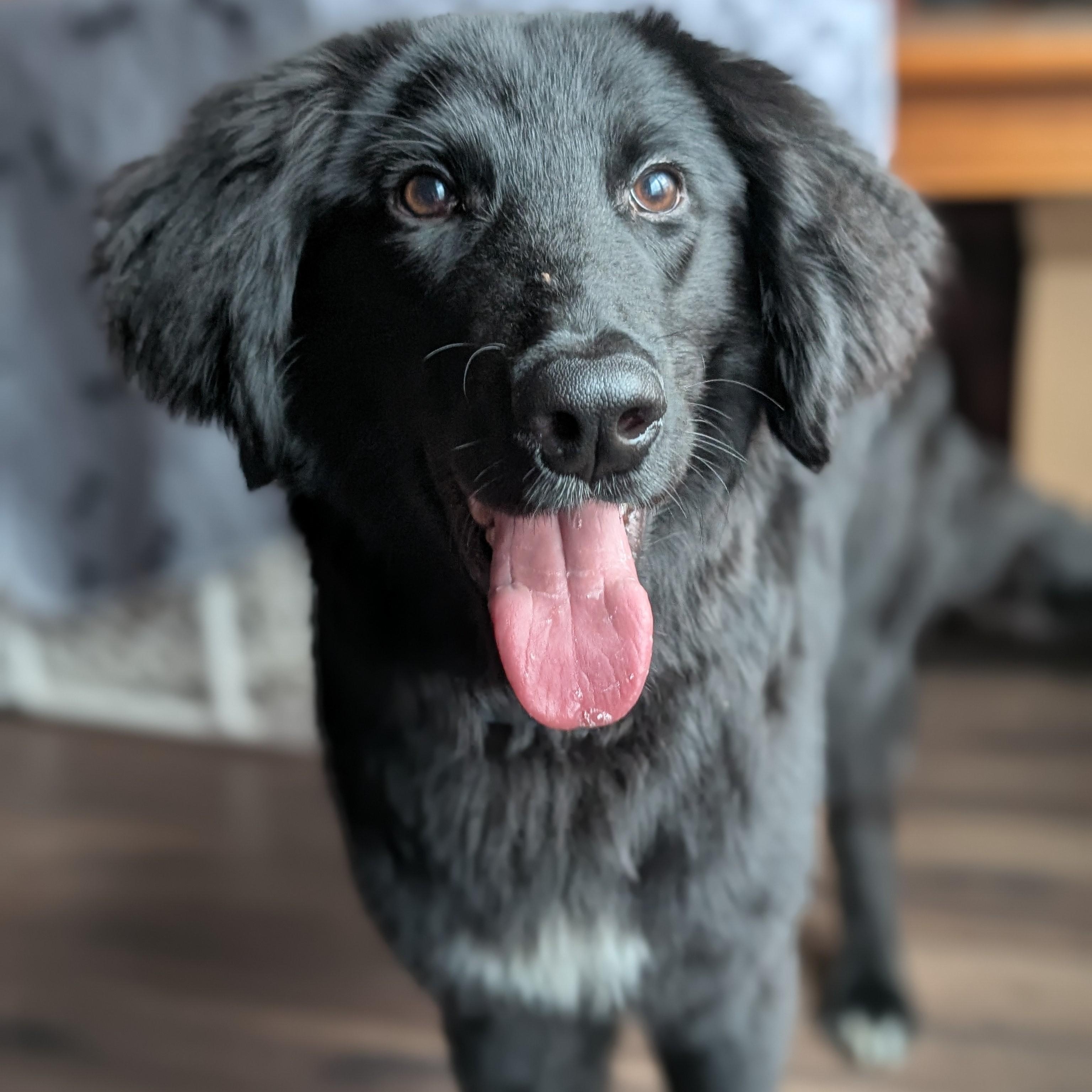 Enlarge Lucerne, an adopted mixed breed in Palatine, IL image 3/5