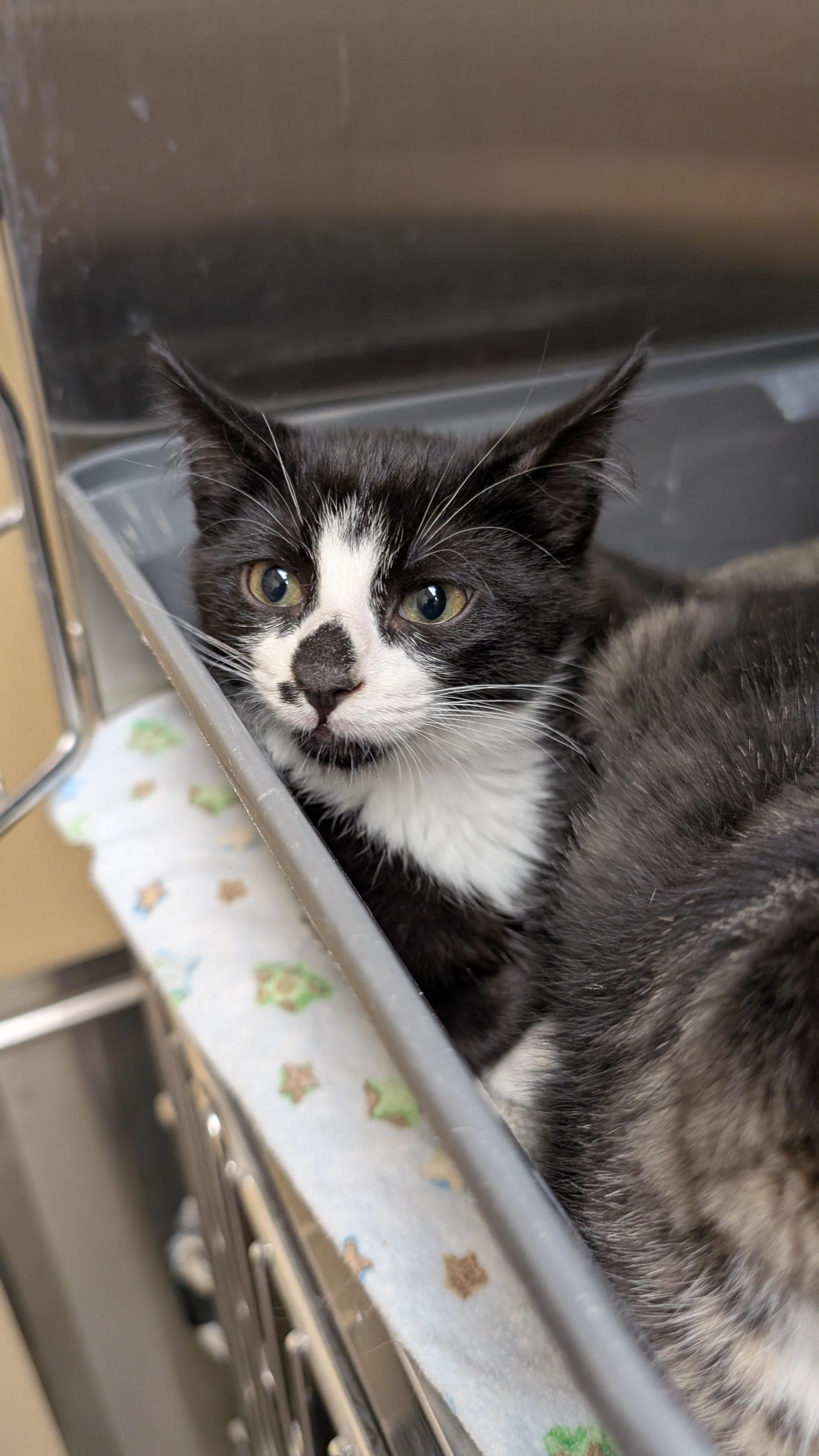 Barnie, adopted, Kitten Male Domestic Short Hair.