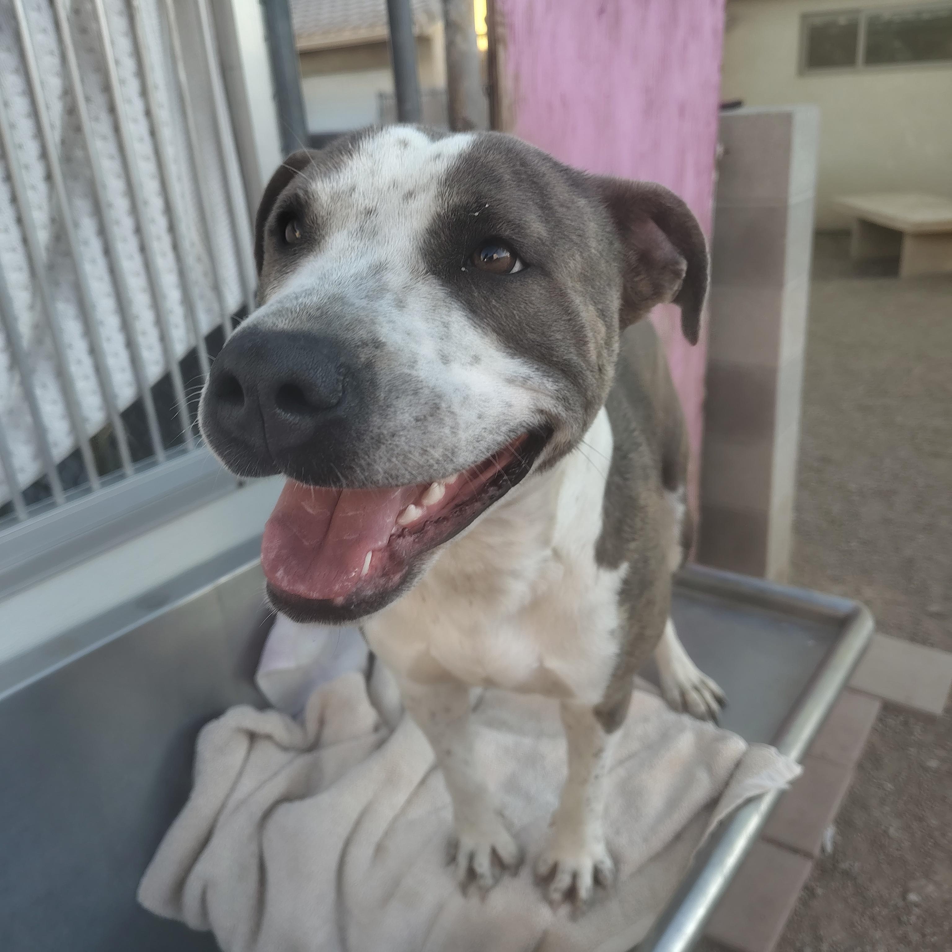 Enlarge Roxy, a ADOPTABLE mixed breed in Parker, AZ image 3/3