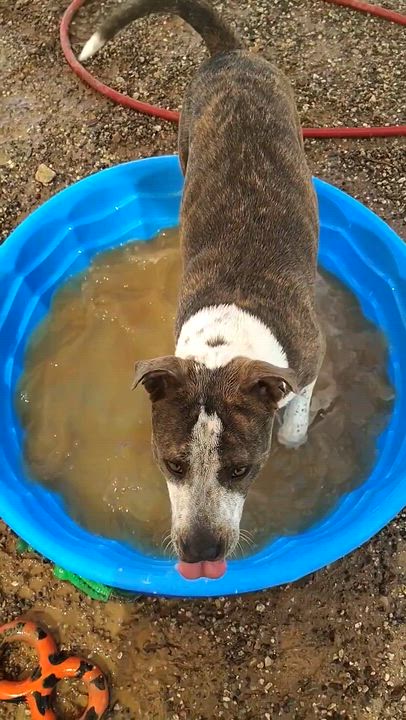 Enlarge Roxy, a ADOPTABLE mixed breed in Parker, AZ video 1/2