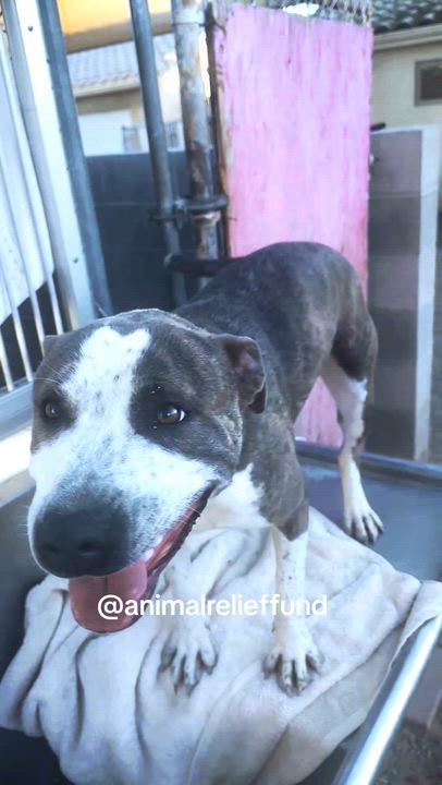 Enlarge Roxy, a ADOPTABLE mixed breed in Parker, AZ video 2/2