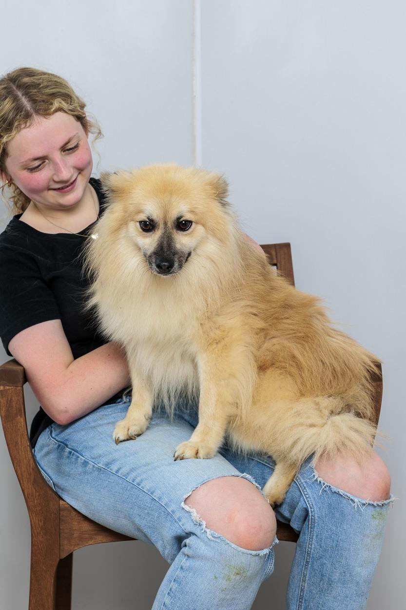 Eclypse, Adoptable, Young Male Pomeranian.