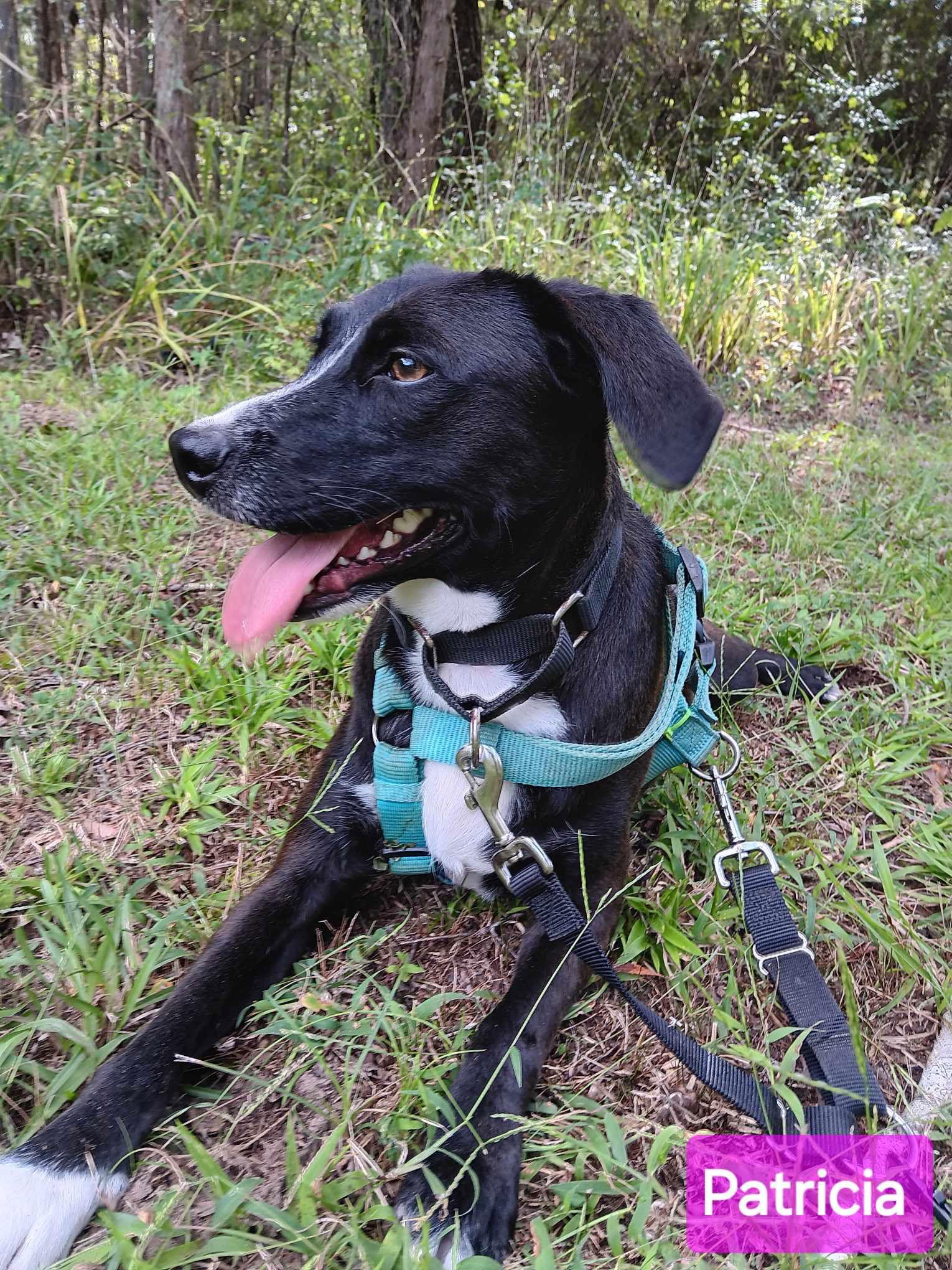 Patricia (P pups), Adoptable, Adult Female Mixed Breed.