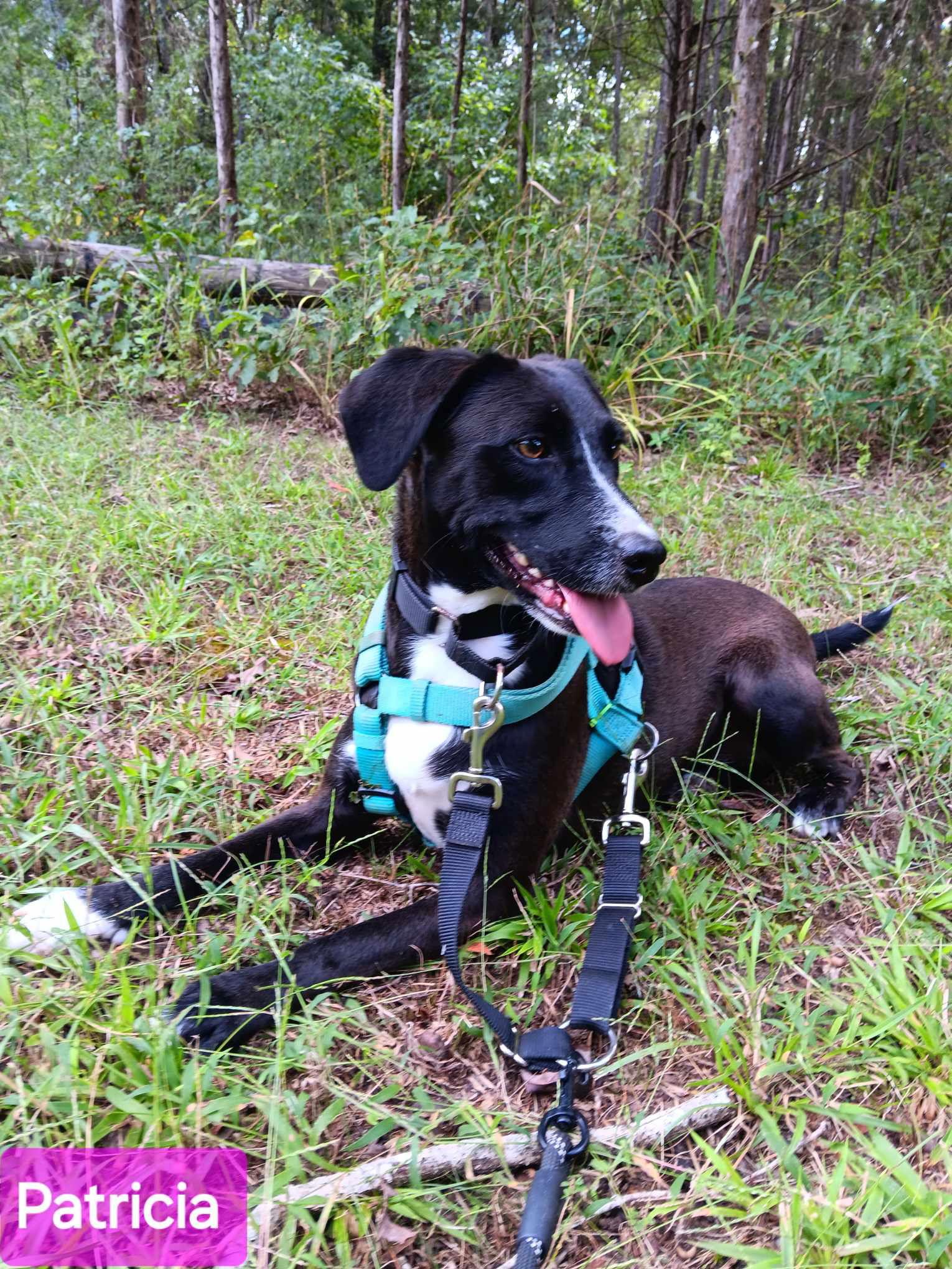 Enlarge Patricia (P pups), a Adoptable Mixed Breed in Farmerville, LA image 3/3