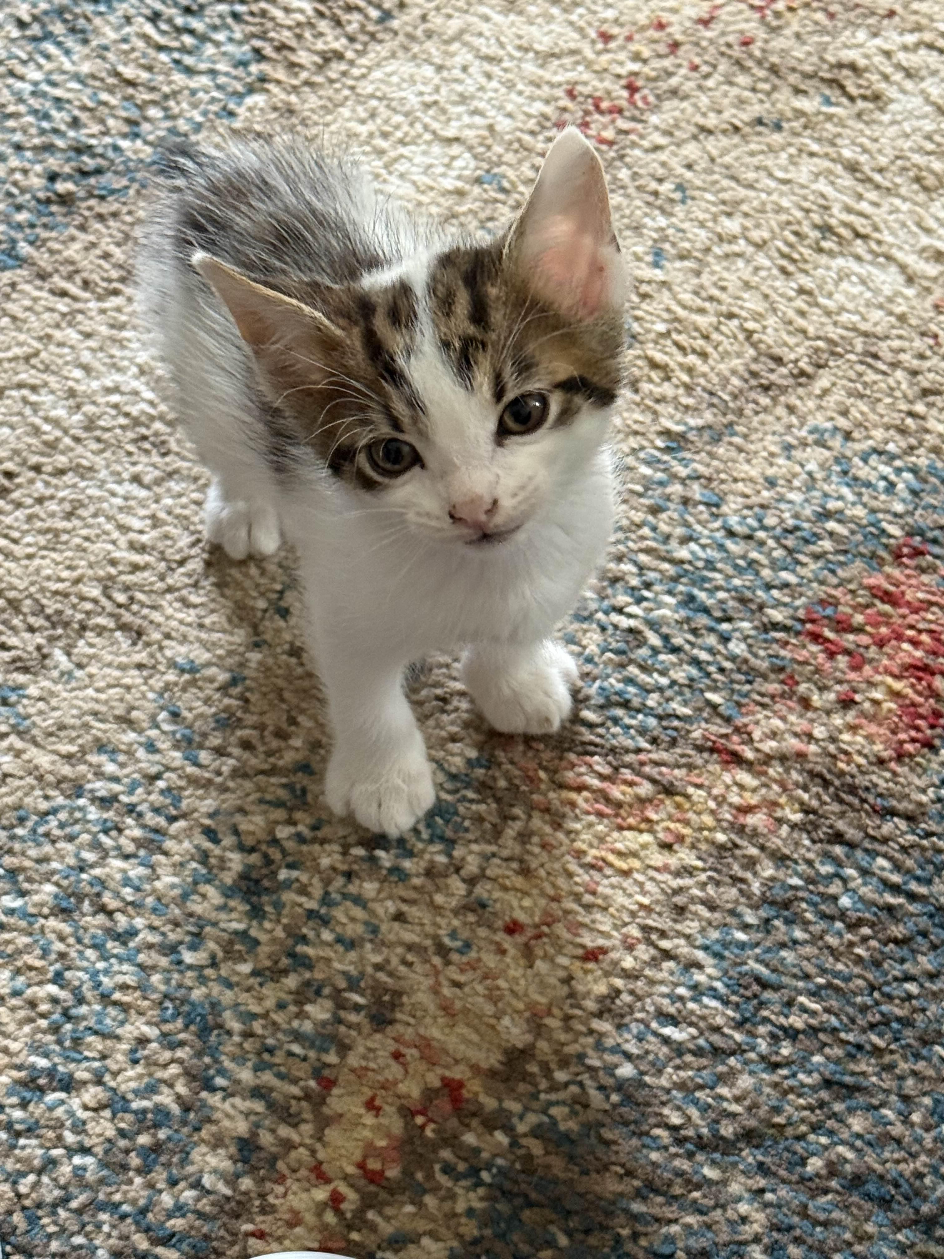 Enlarge Rachael, a Adopted mixed breed in St. Augustine, FL image 1/1