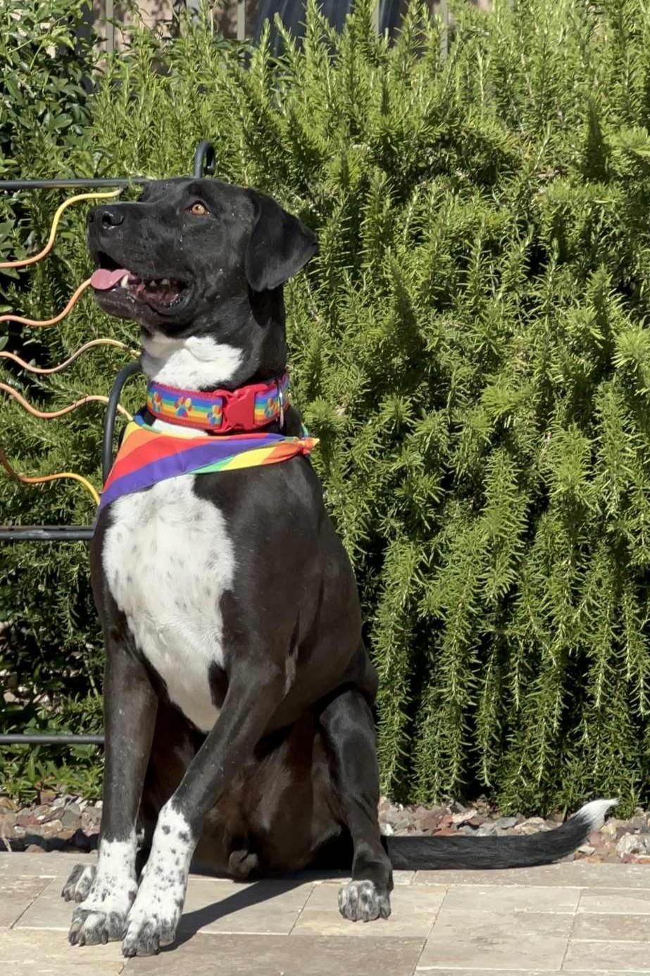 Mesa, Adoptable, Senior Male Pit Bull Terrier & Staffordshire Bull Terrier.