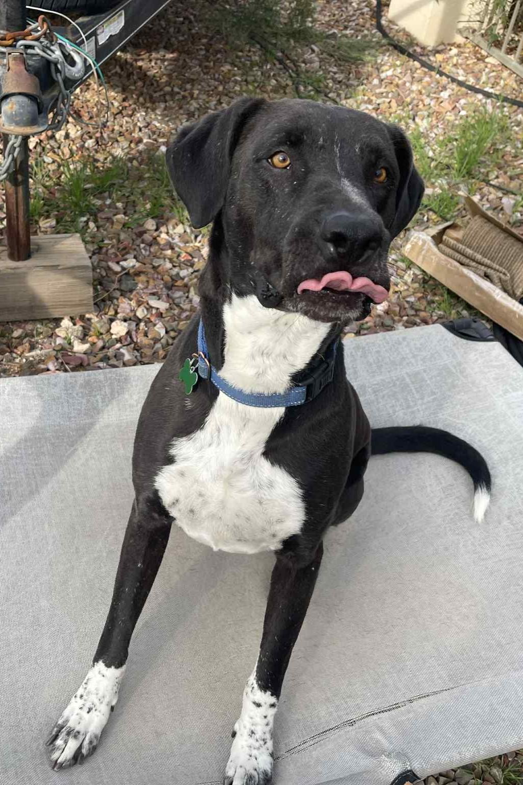 Mesa, a Adoptable mixed breed in Mesa, AZ image 2/6