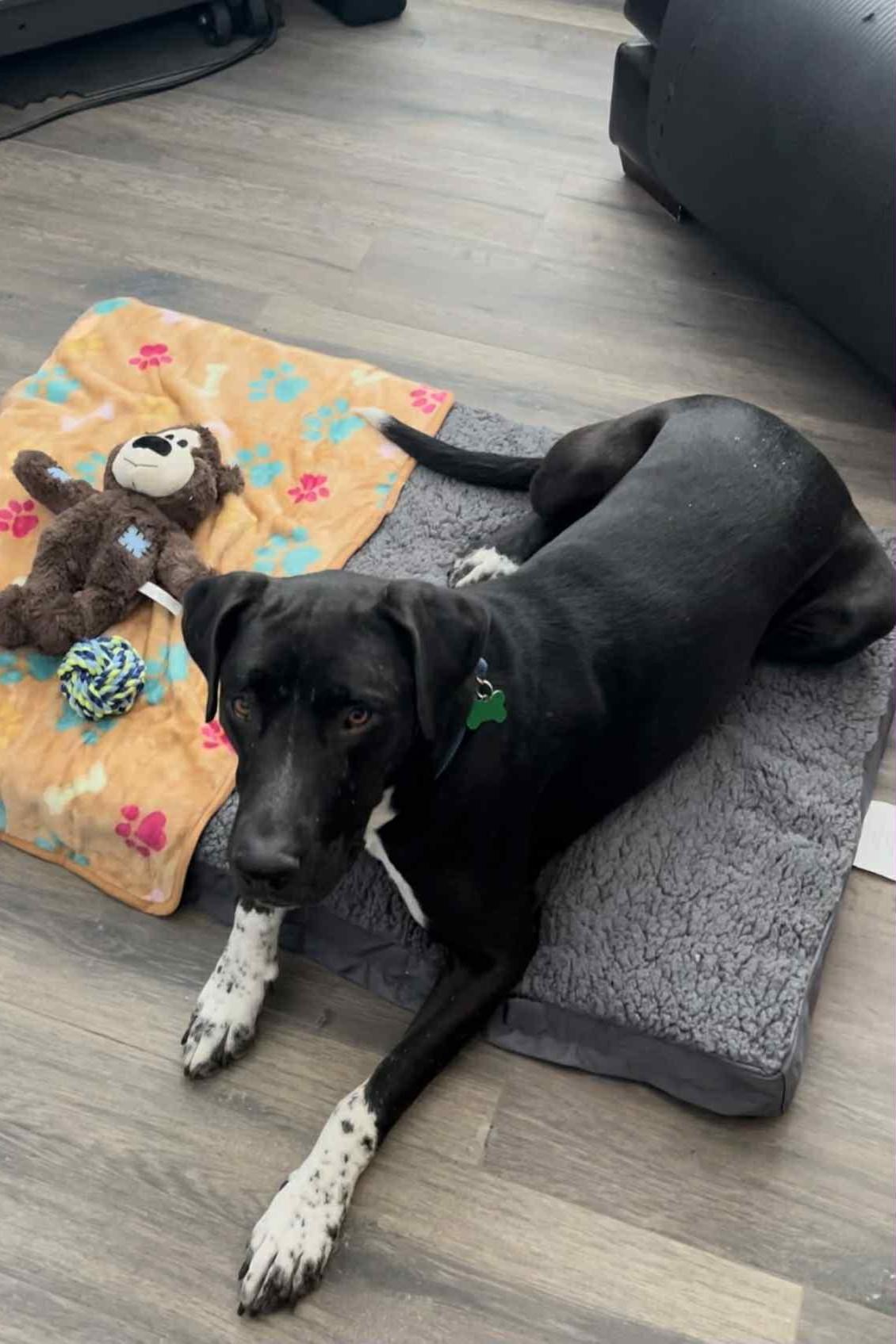 Mesa, a Adoptable mixed breed in Mesa, AZ image 3/6
