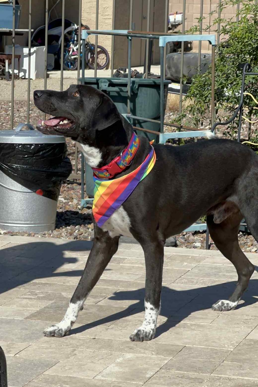 Mesa, a Adoptable mixed breed in Mesa, AZ image 4/6