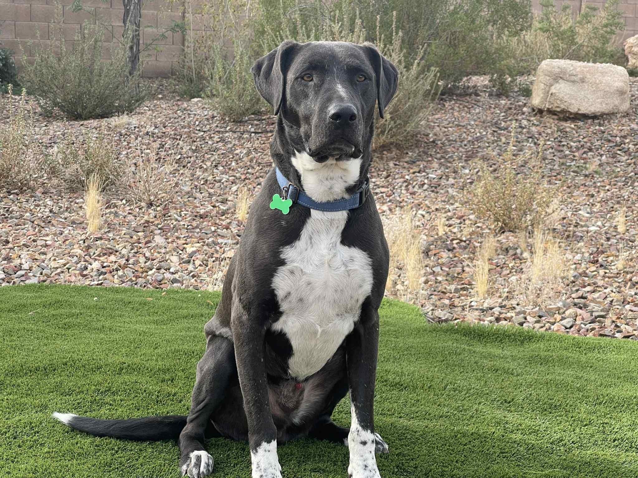 Mesa, a Adoptable mixed breed in Mesa, AZ image 5/6