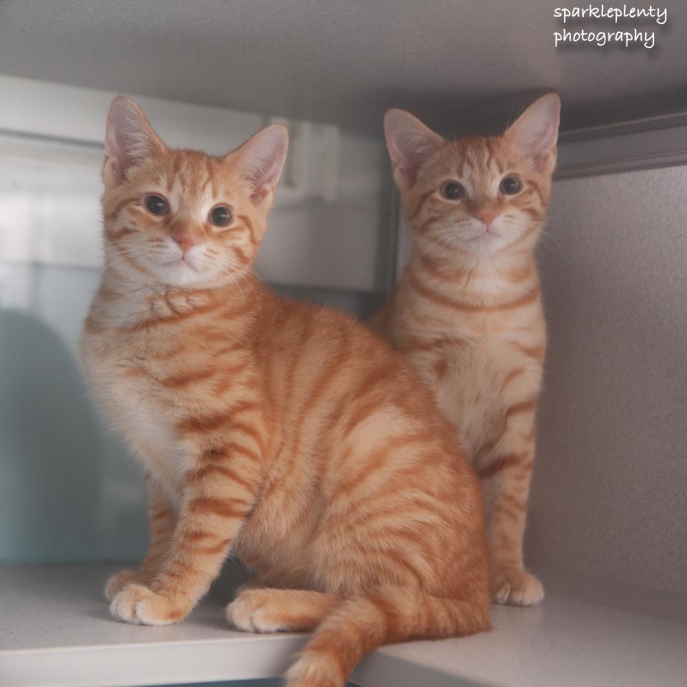 Enlarge Brad, an adoptable Domestic Short Hair in Ridgefield, CT image 3/5