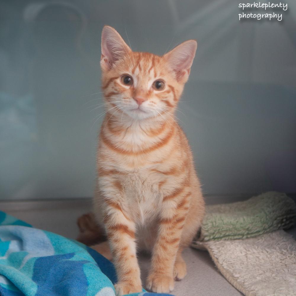 Enlarge Brad, an adoptable Domestic Short Hair in Ridgefield, CT image 1/5