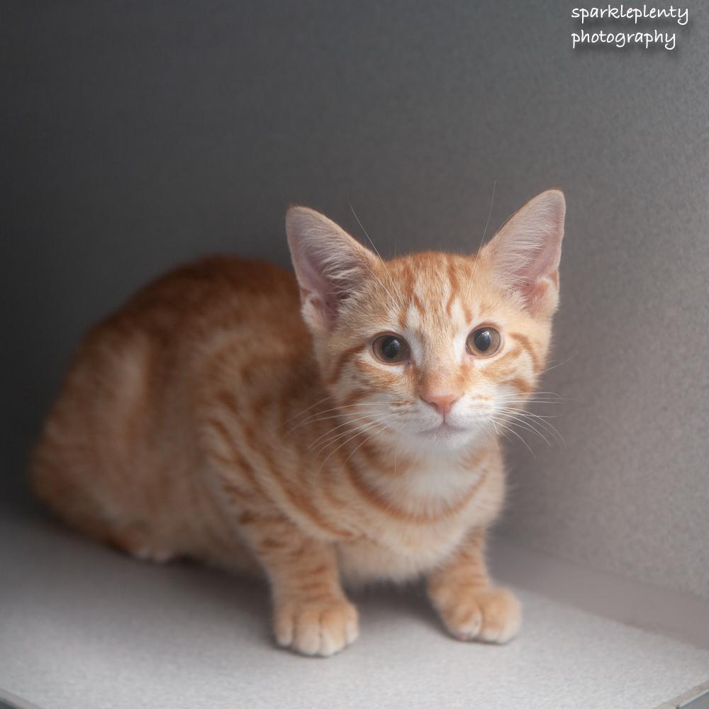 Enlarge Brad, an adoptable Domestic Short Hair in Ridgefield, CT image 2/5