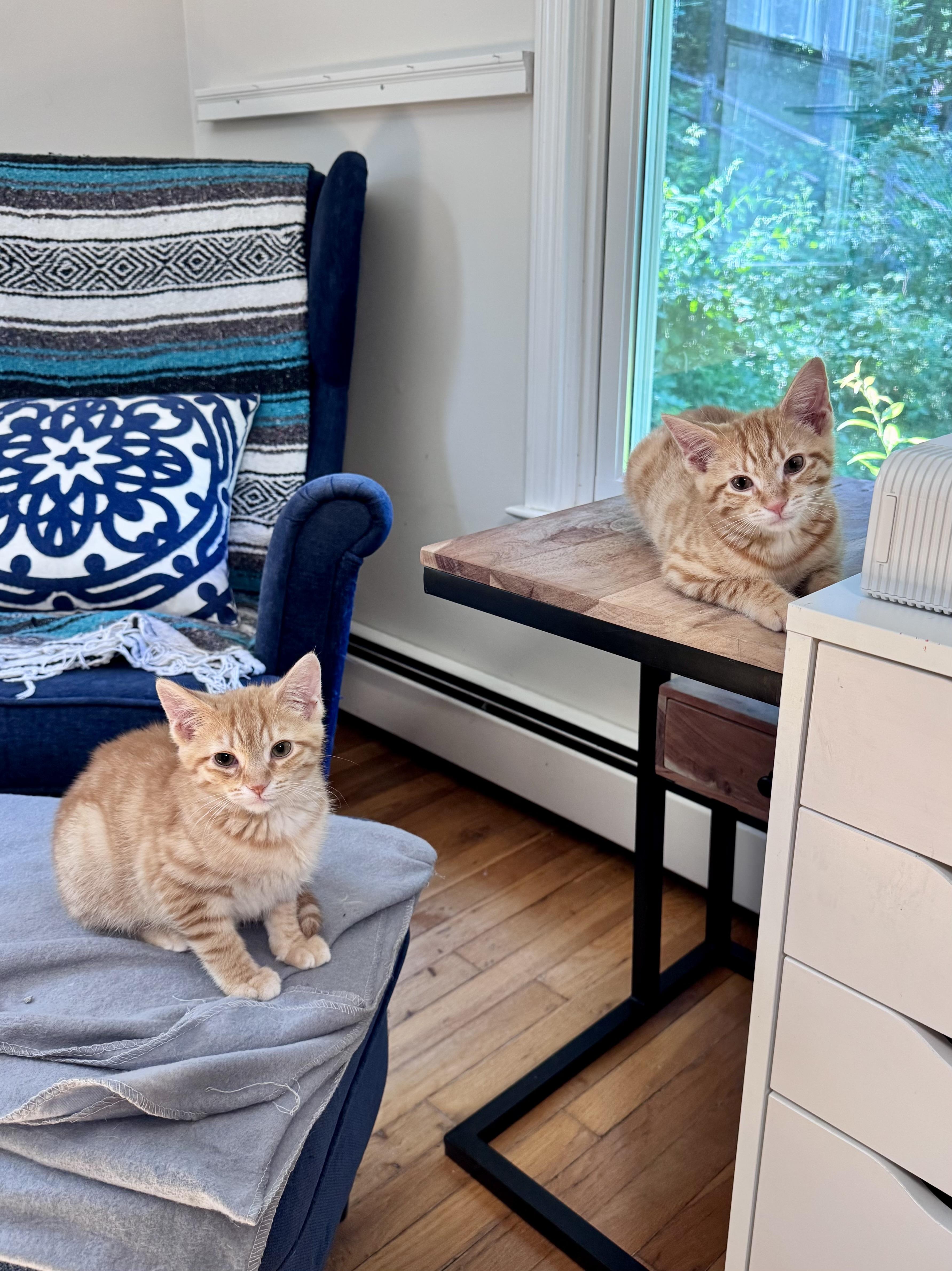 Enlarge Brad, an adoptable Domestic Short Hair in Ridgefield, CT image 5/5