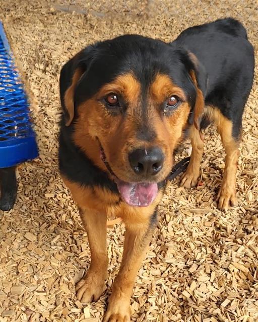 RAMON, Adoptable, Young Male Rottweiler.