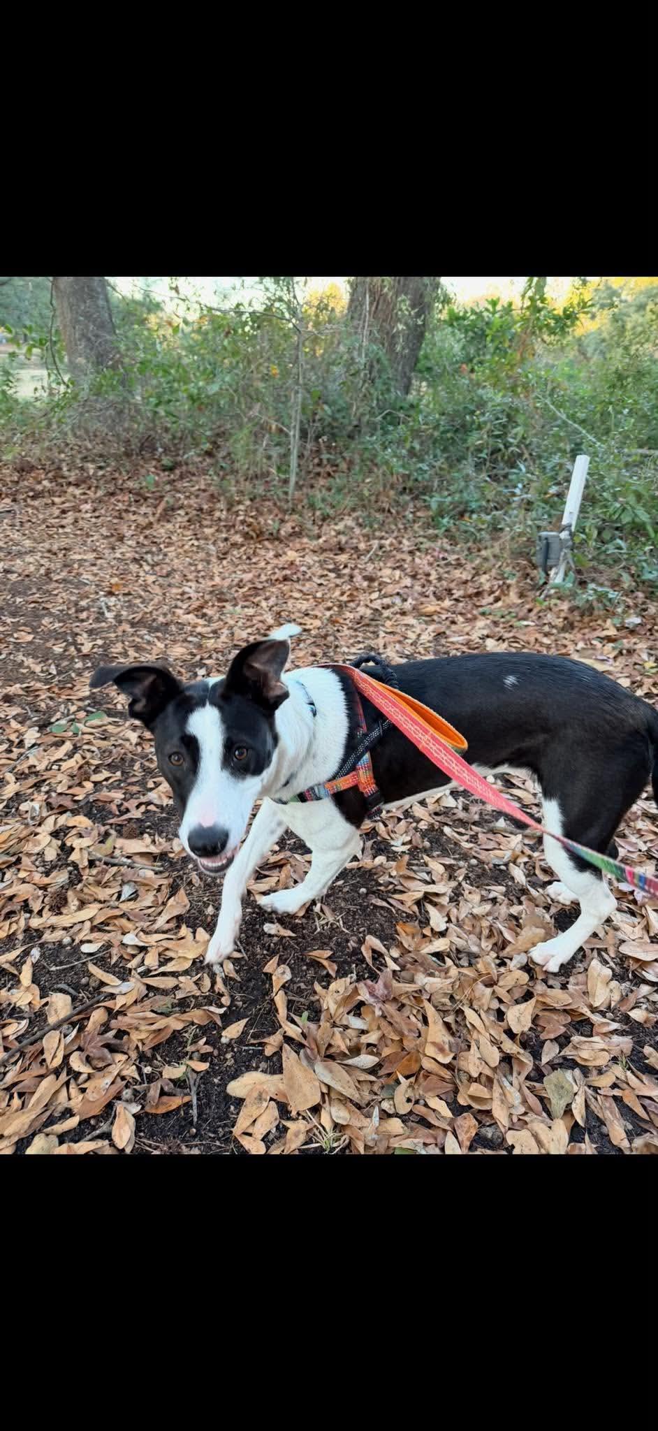 Enlarge Lucy, a Adoptable mixed breed in Wando, SC image 4/5